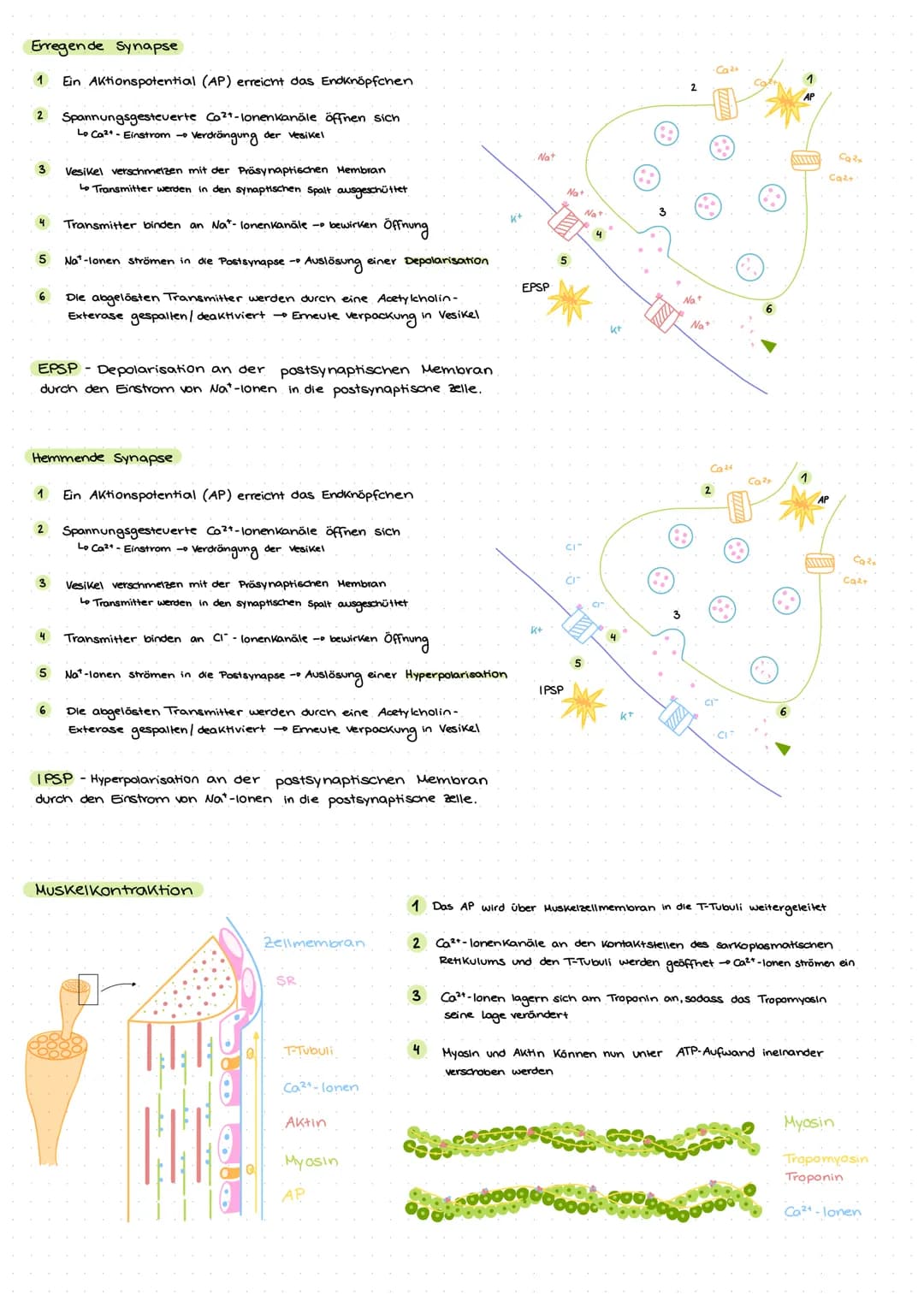 NEUROBIOLOGIE
Das motorische Neuron
Das Ruhepotential
Das Membranpotential einer
Zelle im Ruhezustand.
+extrazellulär
Nat
'Nat
intrazellulär