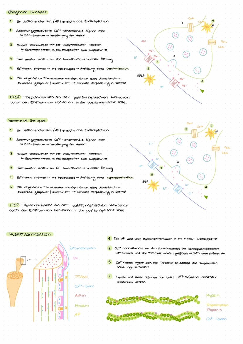 NEUROBIOLOGIE
Das motorische Neuron
Das Ruhepotential
Das Membranpotential einer
Zelle im Ruhezustand.
+extrazellulär
Nat
'Nat
intrazellulär