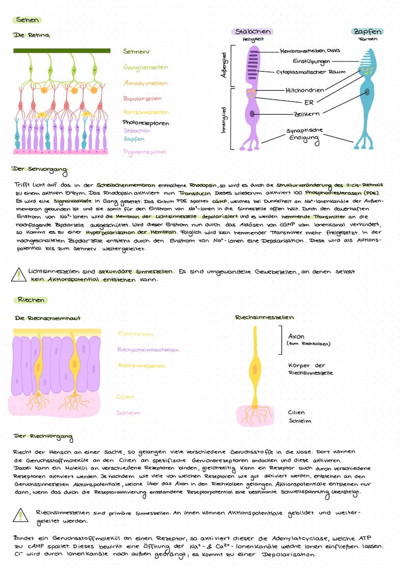 NEUROBIOLOGIE
Das motorische Neuron
Das Ruhepotential
Das Membranpotential einer
Zelle im Ruhezustand.
+extrazellulär
Nat
'Nat
intrazellulär