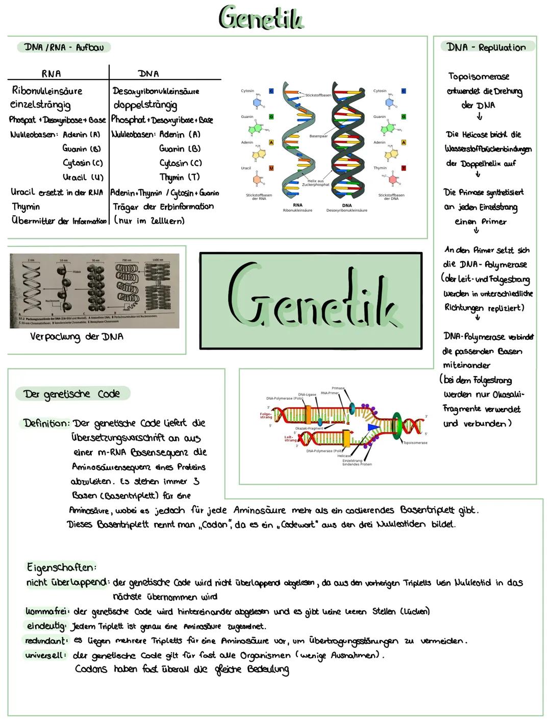# Genetik

DNA/RNA Aufbau

| RNA                                  | DNA                                    |
| -----------------------------