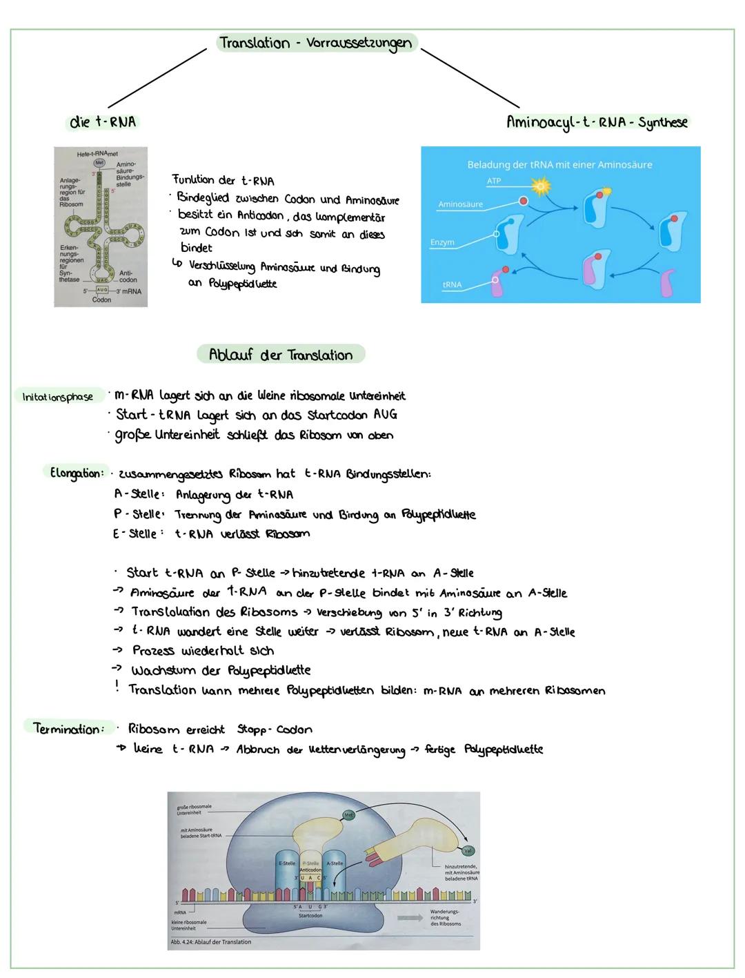 # Genetik

DNA/RNA Aufbau

| RNA                                  | DNA                                    |
| -----------------------------