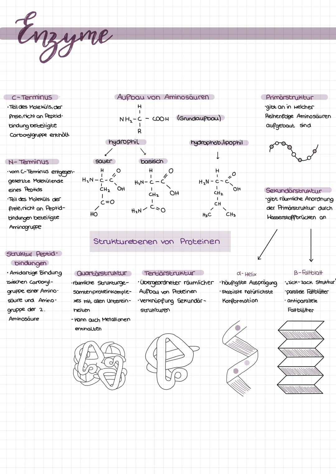 Enzyme
C-Terminus
Teil des Mole küls, der
freie, nicht an Peptid-
bindung beteiligte
Carboxylgruppe enthält
N-Terminus
•vom C-Terminus entge