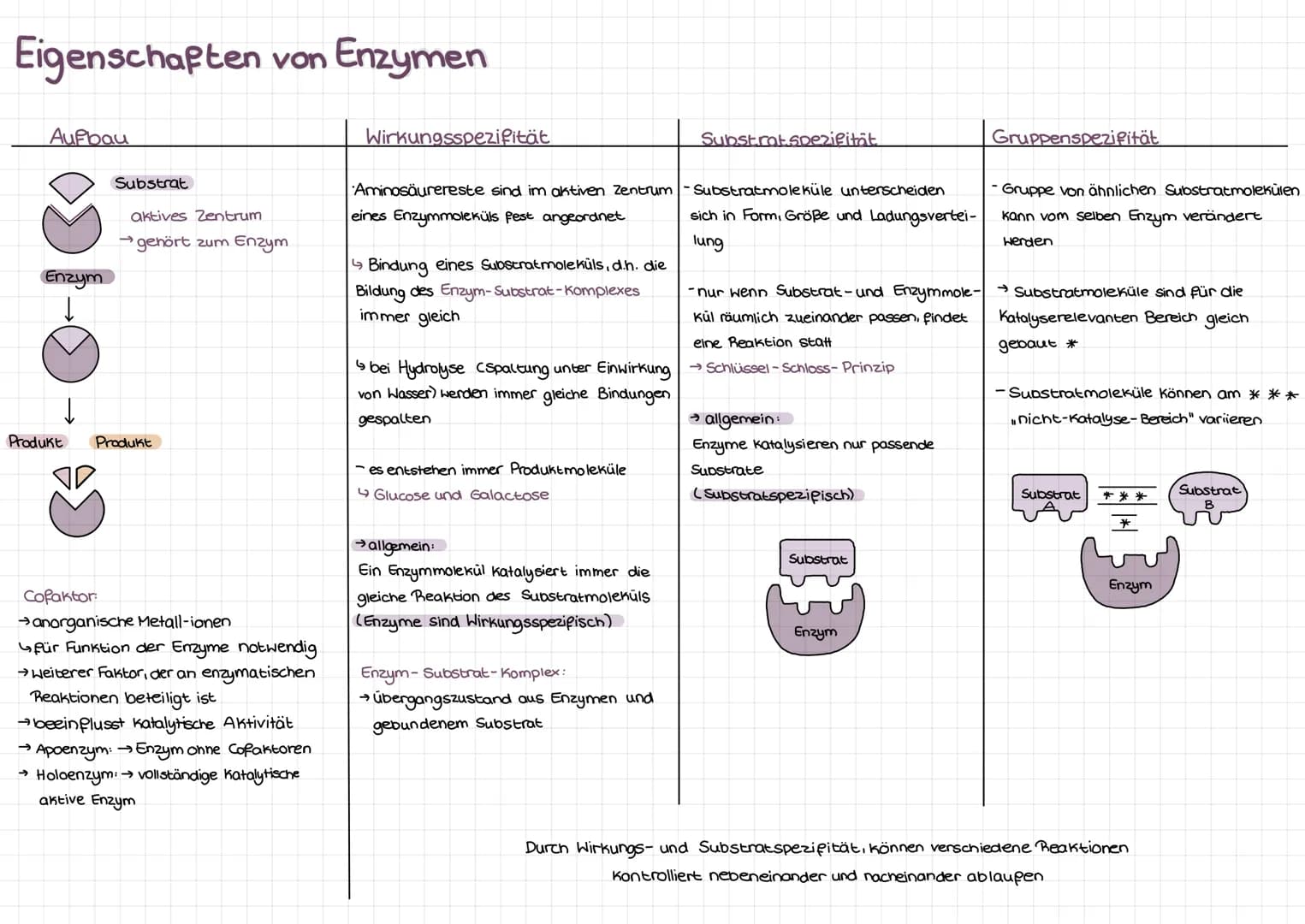 Enzyme
C-Terminus
Teil des Mole küls, der
freie, nicht an Peptid-
bindung beteiligte
Carboxylgruppe enthält
N-Terminus
•vom C-Terminus entge
