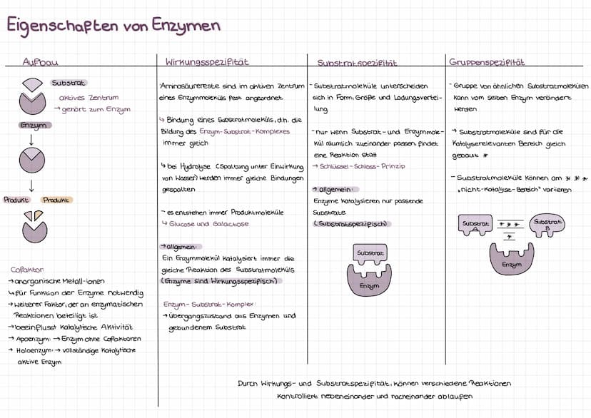 Enzyme
C-Terminus
Teil des Mole küls, der
freie, nicht an Peptid-
bindung beteiligte
Carboxylgruppe enthält
N-Terminus
•vom C-Terminus entge