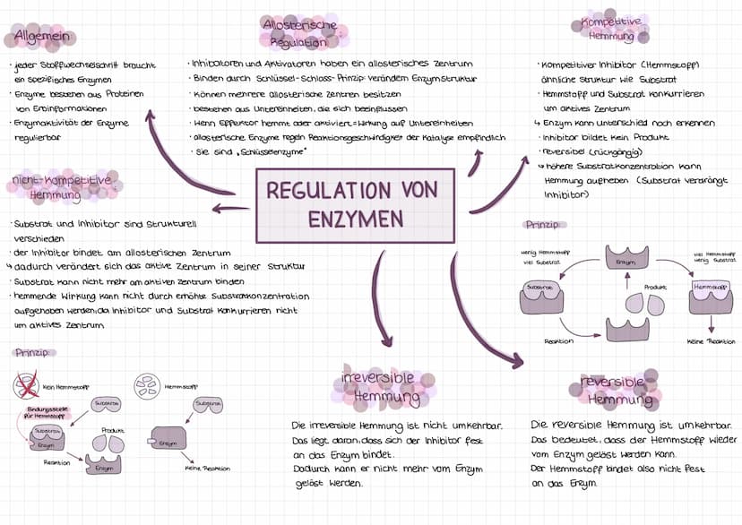 Enzyme
C-Terminus
Teil des Mole küls, der
freie, nicht an Peptid-
bindung beteiligte
Carboxylgruppe enthält
N-Terminus
•vom C-Terminus entge