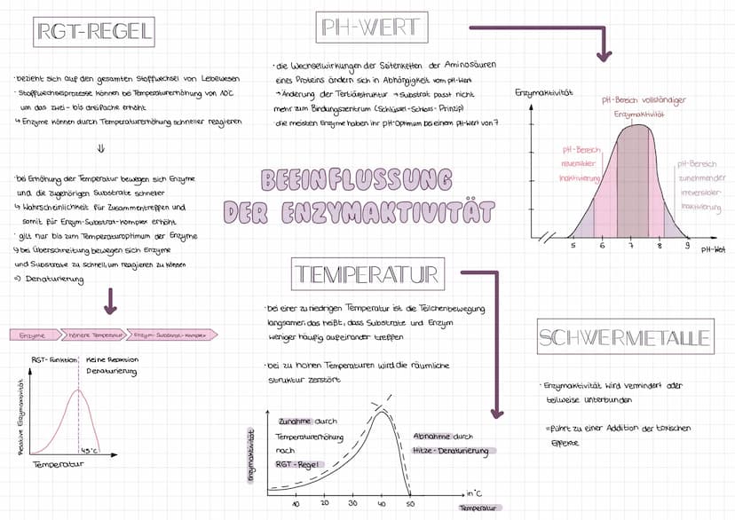 Enzyme
C-Terminus
Teil des Mole küls, der
freie, nicht an Peptid-
bindung beteiligte
Carboxylgruppe enthält
N-Terminus
•vom C-Terminus entge