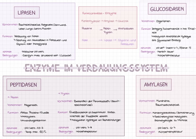 Enzyme
C-Terminus
Teil des Mole küls, der
freie, nicht an Peptid-
bindung beteiligte
Carboxylgruppe enthält
N-Terminus
•vom C-Terminus entge