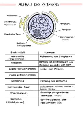 Know Zellaufbau thumbnail