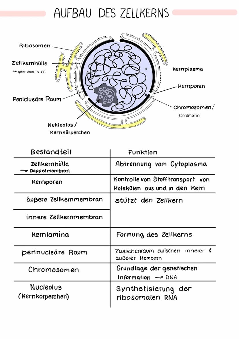 Ribosomen
Zell kernhülle
geht über in ER
AUFBAU DES ZELLKERNS
Peniclueäre Raum
Nukleolus /
Kernkörperchen
Bestandteil
Zellkernhülle
→ Doppel