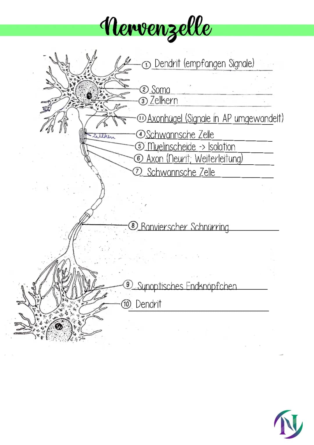 Neurobiologie Zusammenfassung