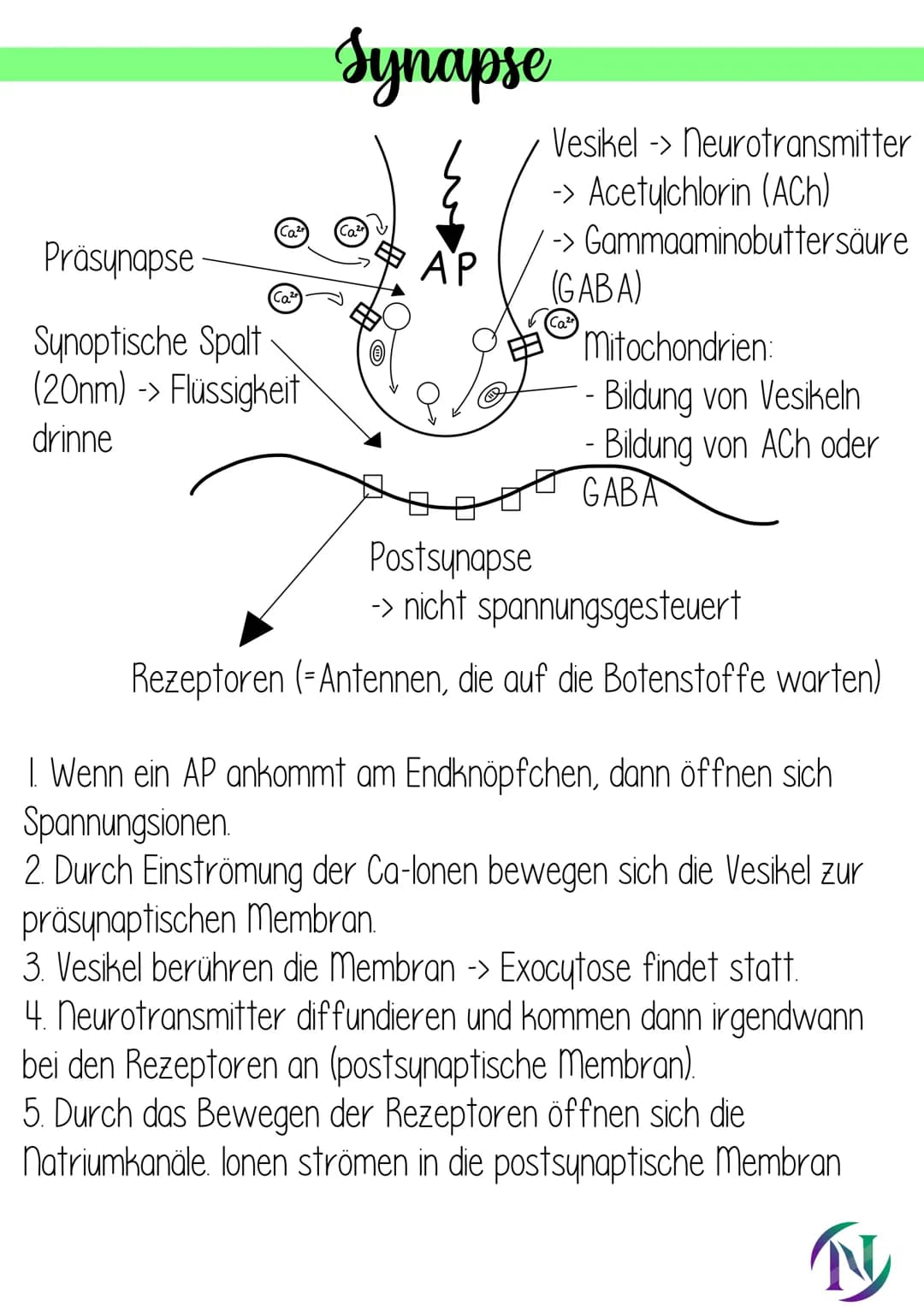 Nervenzelle
-Zelthen
- Dendrit (empfangen Signale)
Soma
-3 Zellkern
-Axonhügel (Signale in AP umgewandelt)
-Schwannsche Zelle
-Myelinscheide