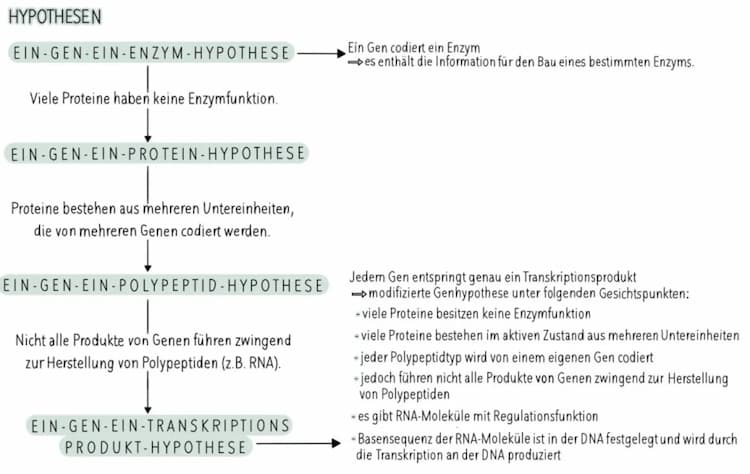 Know Hypothesen thumbnail
