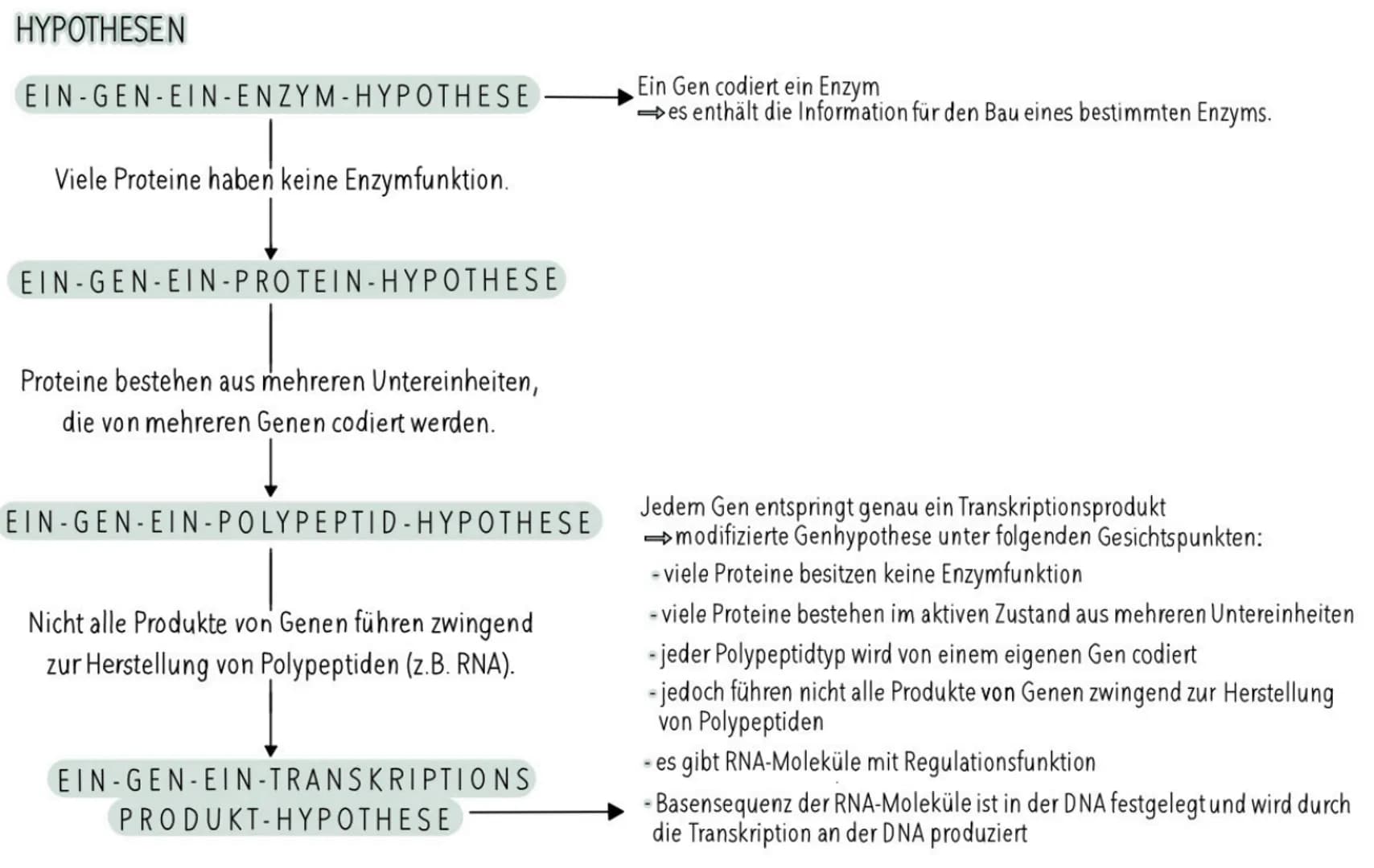 HYPOTHESEN
EIN-GEN-EIN- ENZYM-HYPOTHESE
Viele Proteine haben keine Enzymfunktion.
EIN-GEN-EIN-PROTEIN-HYPOTHESE
Proteine bestehen aus mehrer