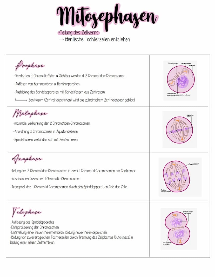Mitose
bulenagrundmann
DEFINITION Mitose ist eine Form der Kern-und Zellteilung (Zytokinese), bei der aus einer diploiden
mutterzelle, zwei 