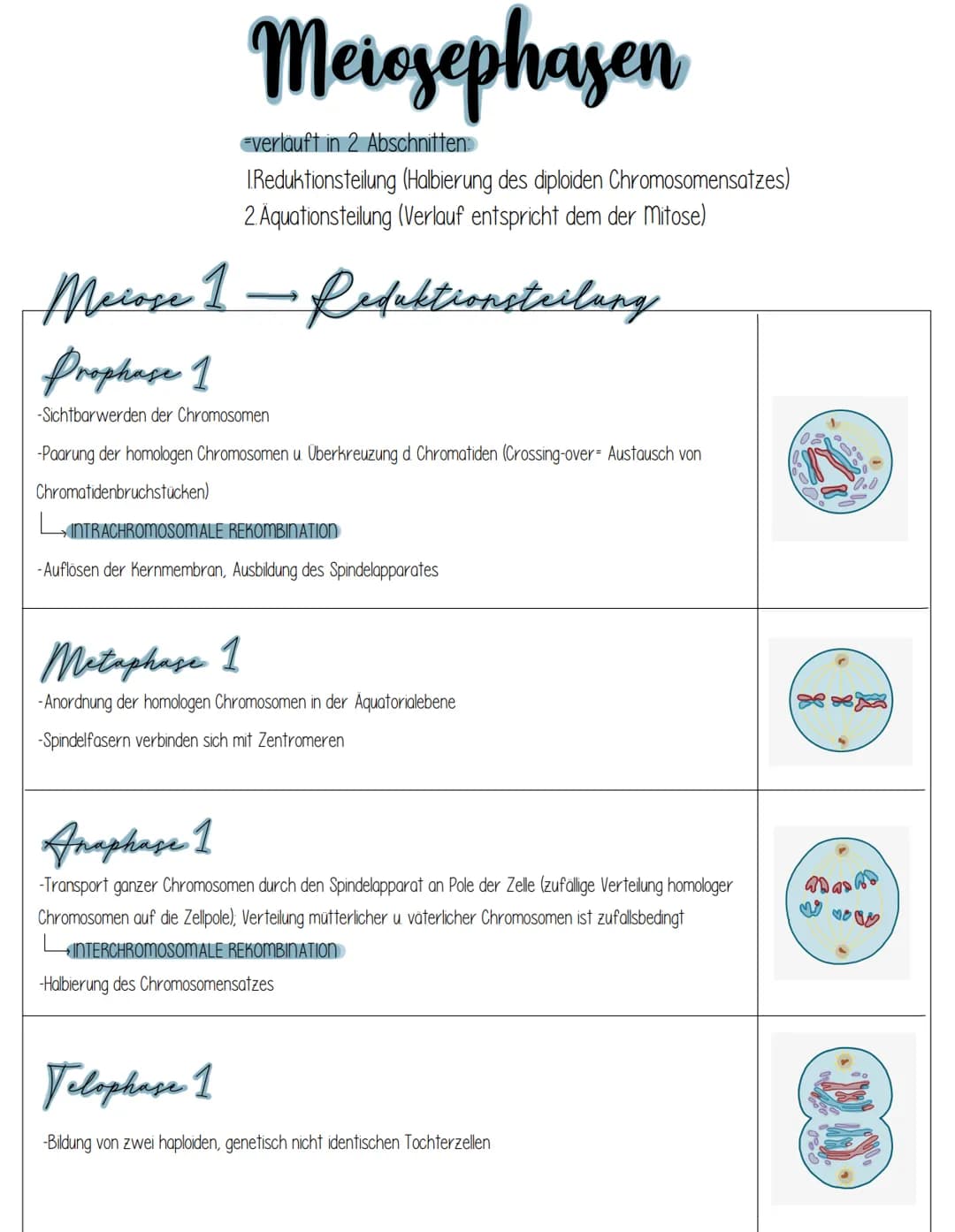 Mitose
bulenagrundmann
DEFINITION Mitose ist eine Form der Kern-und Zellteilung (Zytokinese), bei der aus einer diploiden
mutterzelle, zwei 