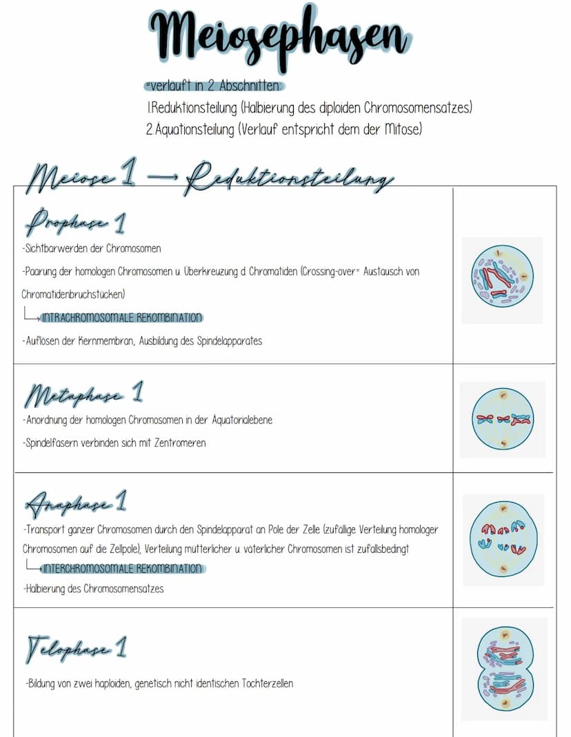 Mitose
bulenagrundmann
DEFINITION Mitose ist eine Form der Kern-und Zellteilung (Zytokinese), bei der aus einer diploiden
mutterzelle, zwei 