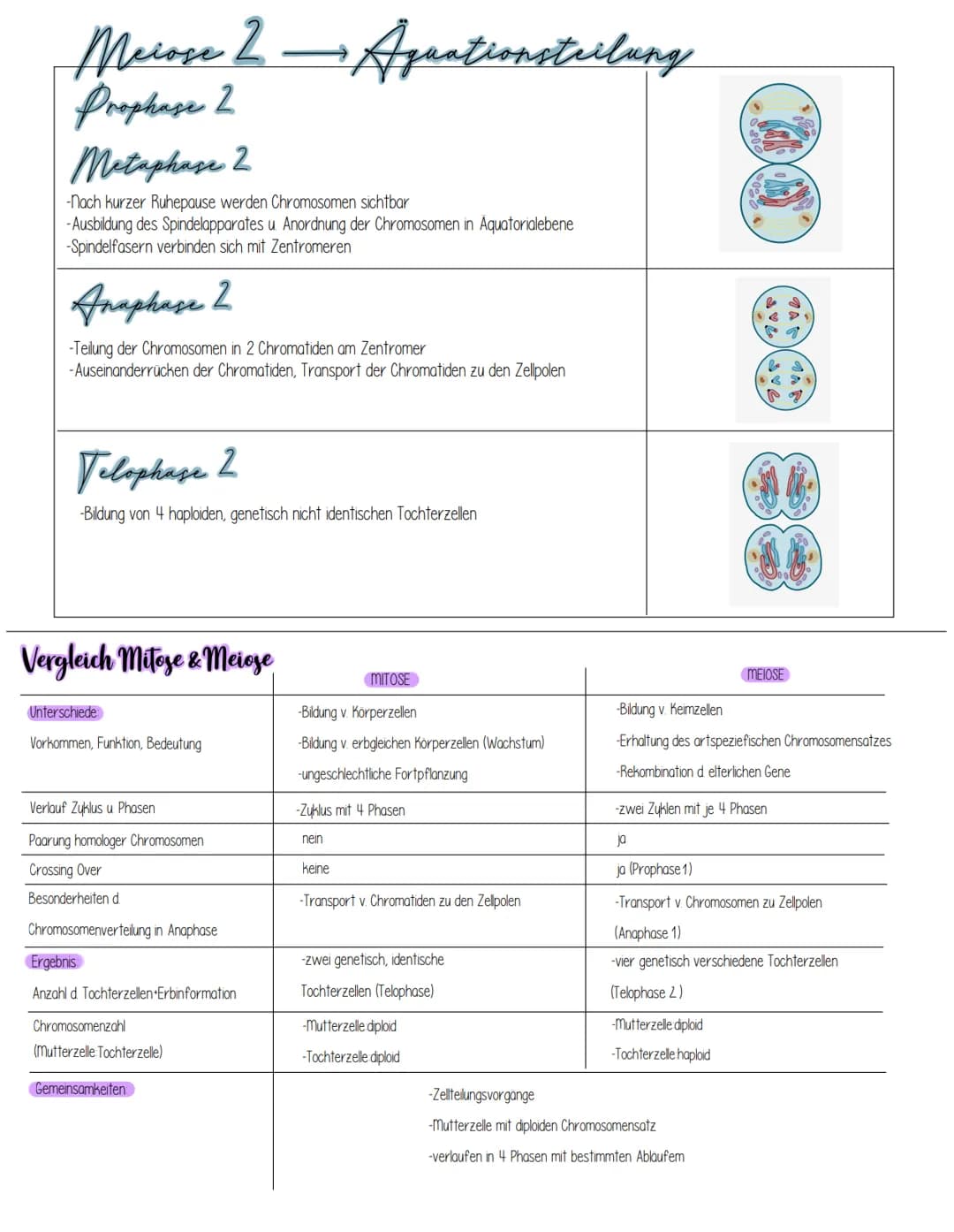 Mitose
bulenagrundmann
DEFINITION Mitose ist eine Form der Kern-und Zellteilung (Zytokinese), bei der aus einer diploiden
mutterzelle, zwei 