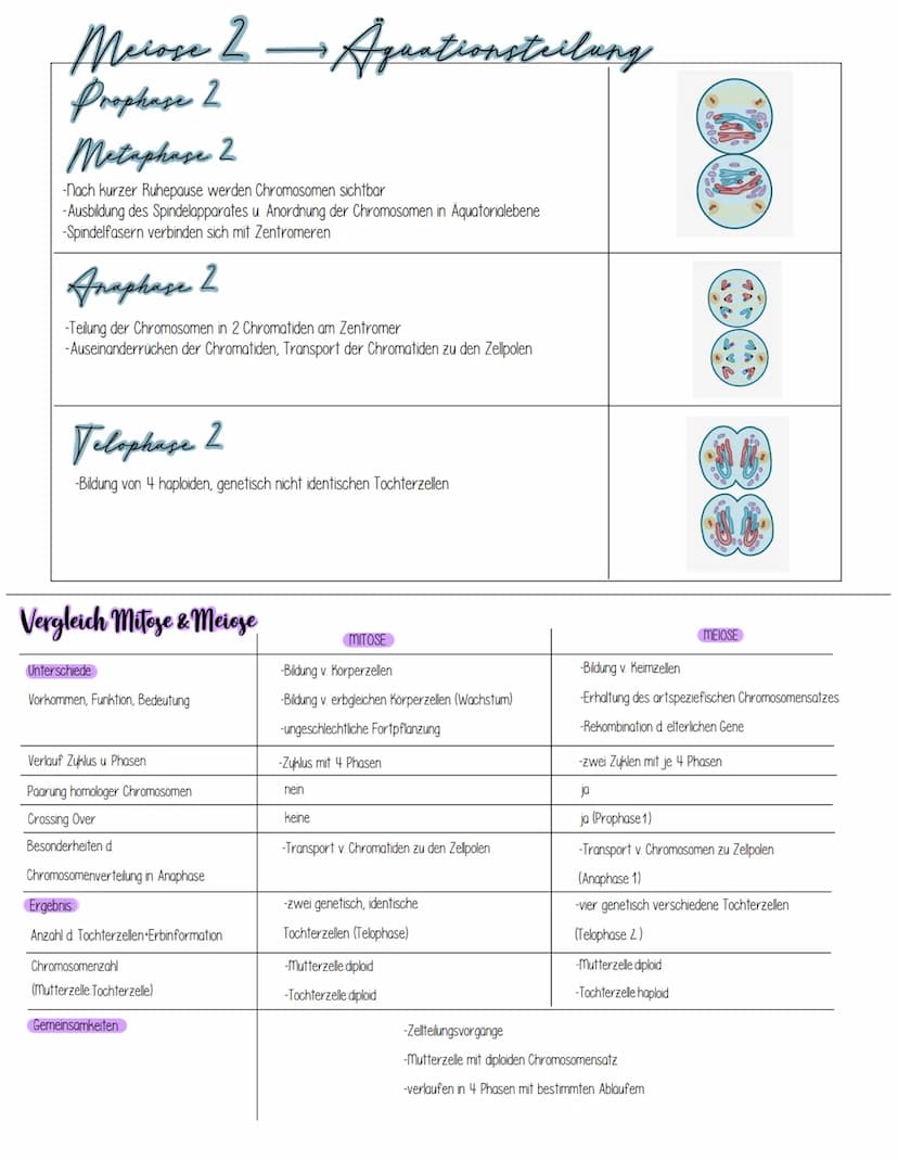 Mitose
bulenagrundmann
DEFINITION Mitose ist eine Form der Kern-und Zellteilung (Zytokinese), bei der aus einer diploiden
mutterzelle, zwei 