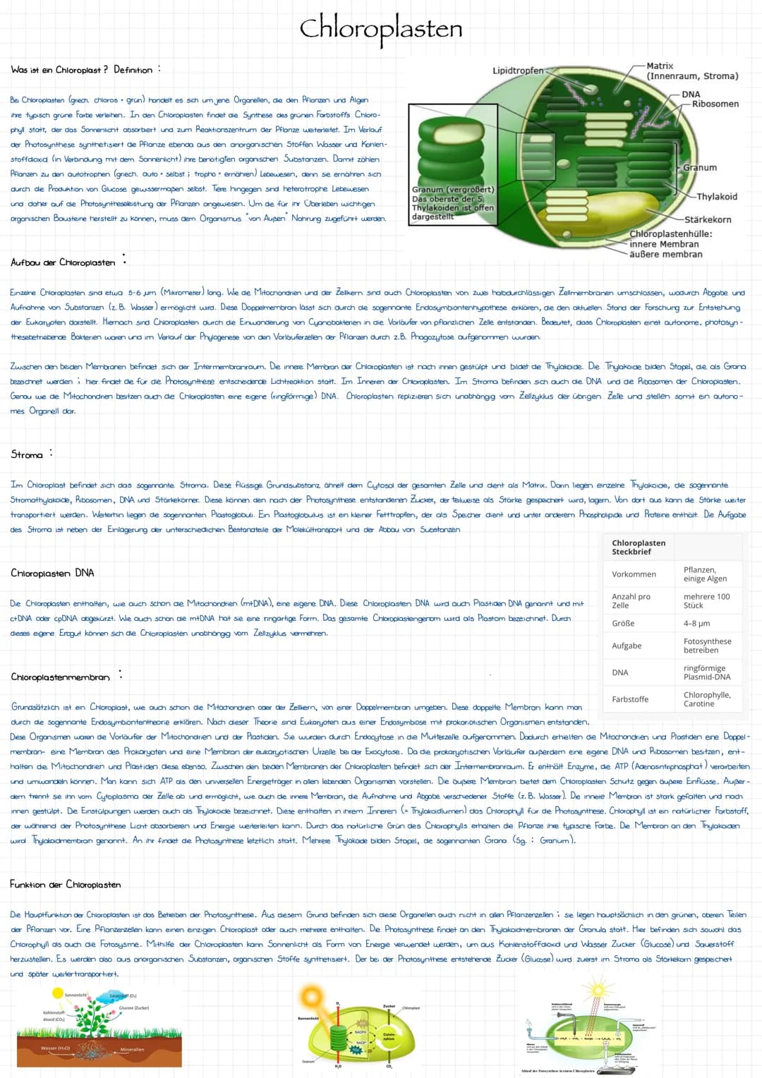 Was ist ein Chloroplast? Definition
Bei Chloroplasten (griech, chloros grün) handelt es sich um jene Organellen, die den Pflanzen und Algen
