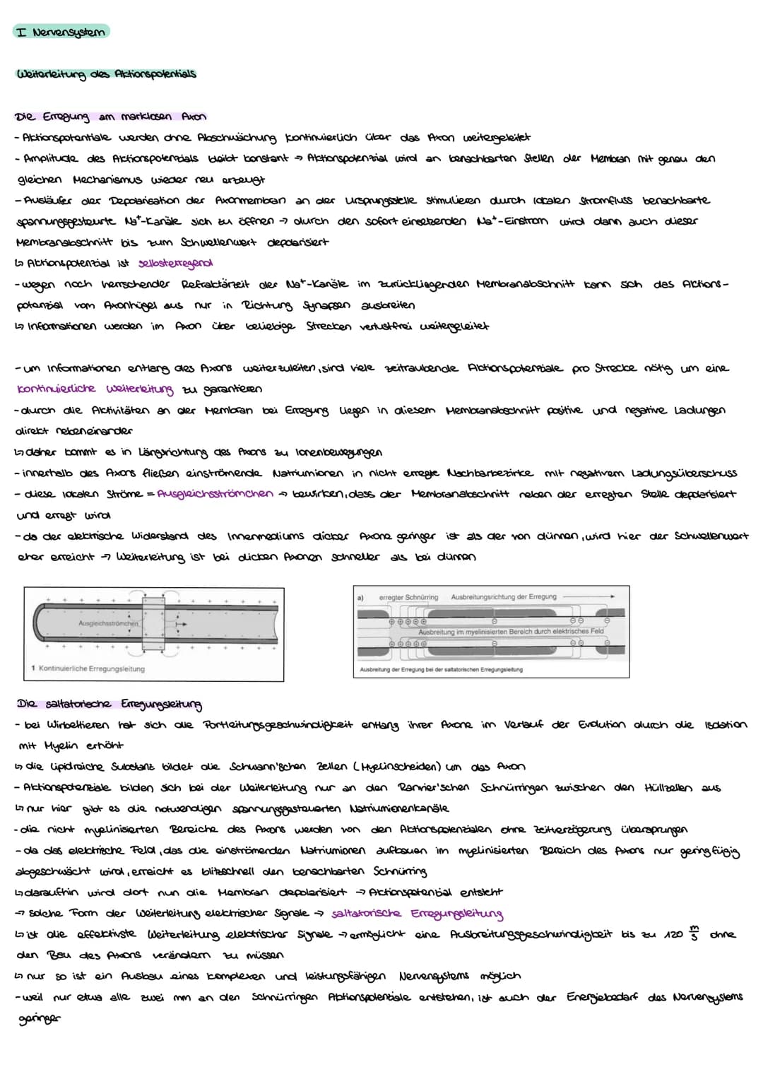  I Nervensystem
Informationsaufnahme und Informationsverarbeitung
Nervimpuls kann
Reiz
Rezeptor
ZNS (Genim, Rückenmark)
sensorische Nervenfa