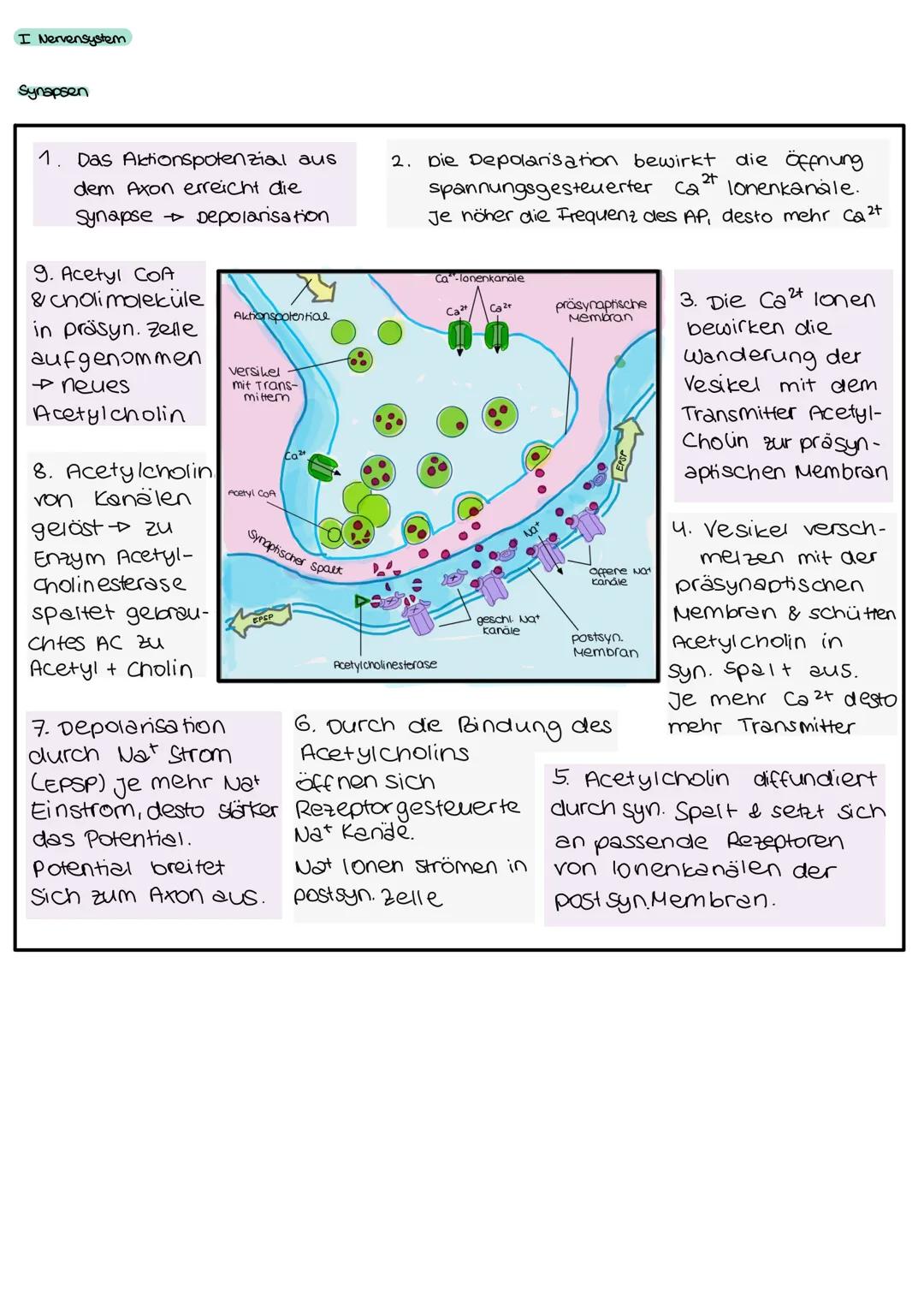  I Nervensystem
Informationsaufnahme und Informationsverarbeitung
Nervimpuls kann
Reiz
Rezeptor
ZNS (Genim, Rückenmark)
sensorische Nervenfa