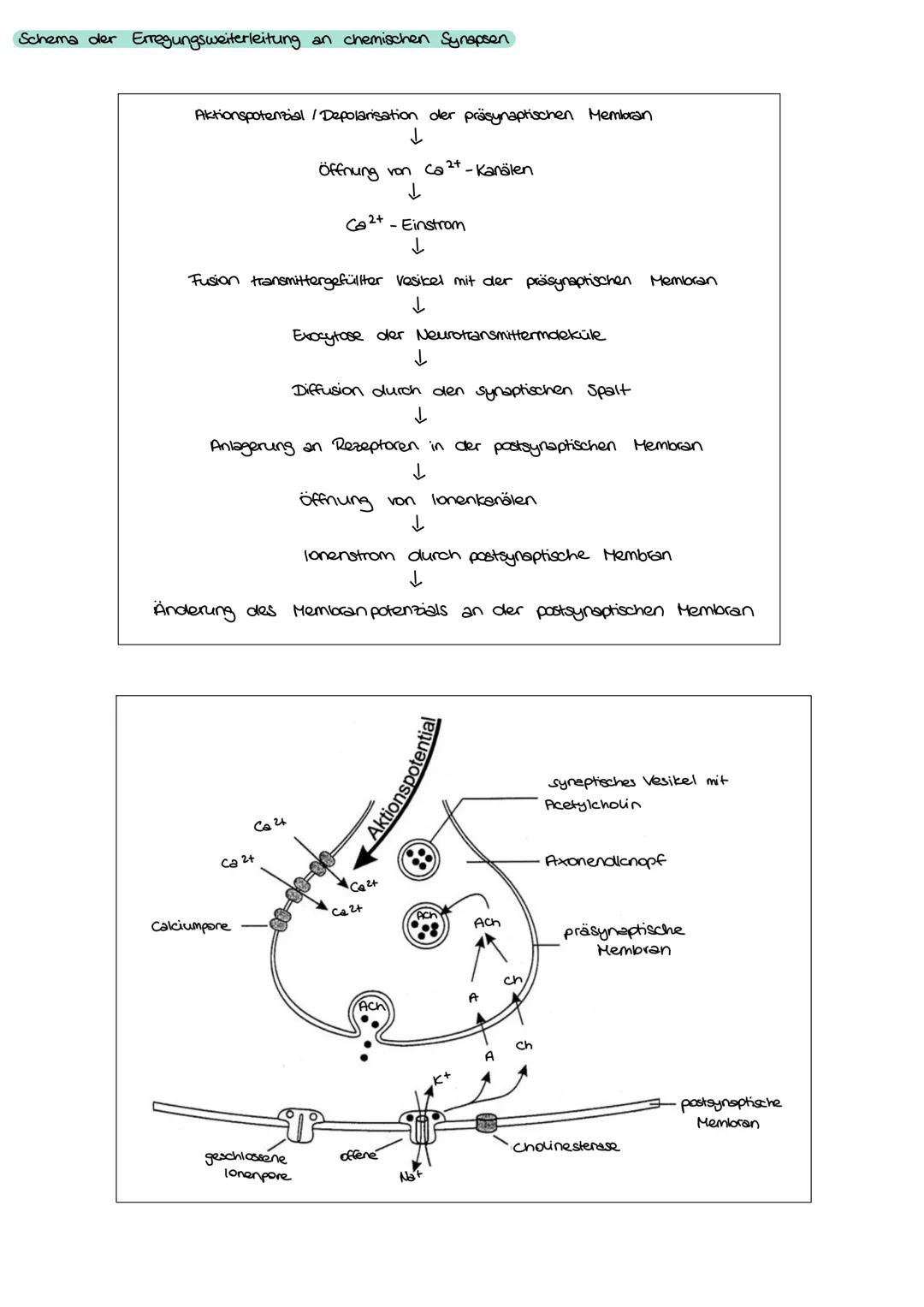  I Nervensystem
Informationsaufnahme und Informationsverarbeitung
Nervimpuls kann
Reiz
Rezeptor
ZNS (Genim, Rückenmark)
sensorische Nervenfa