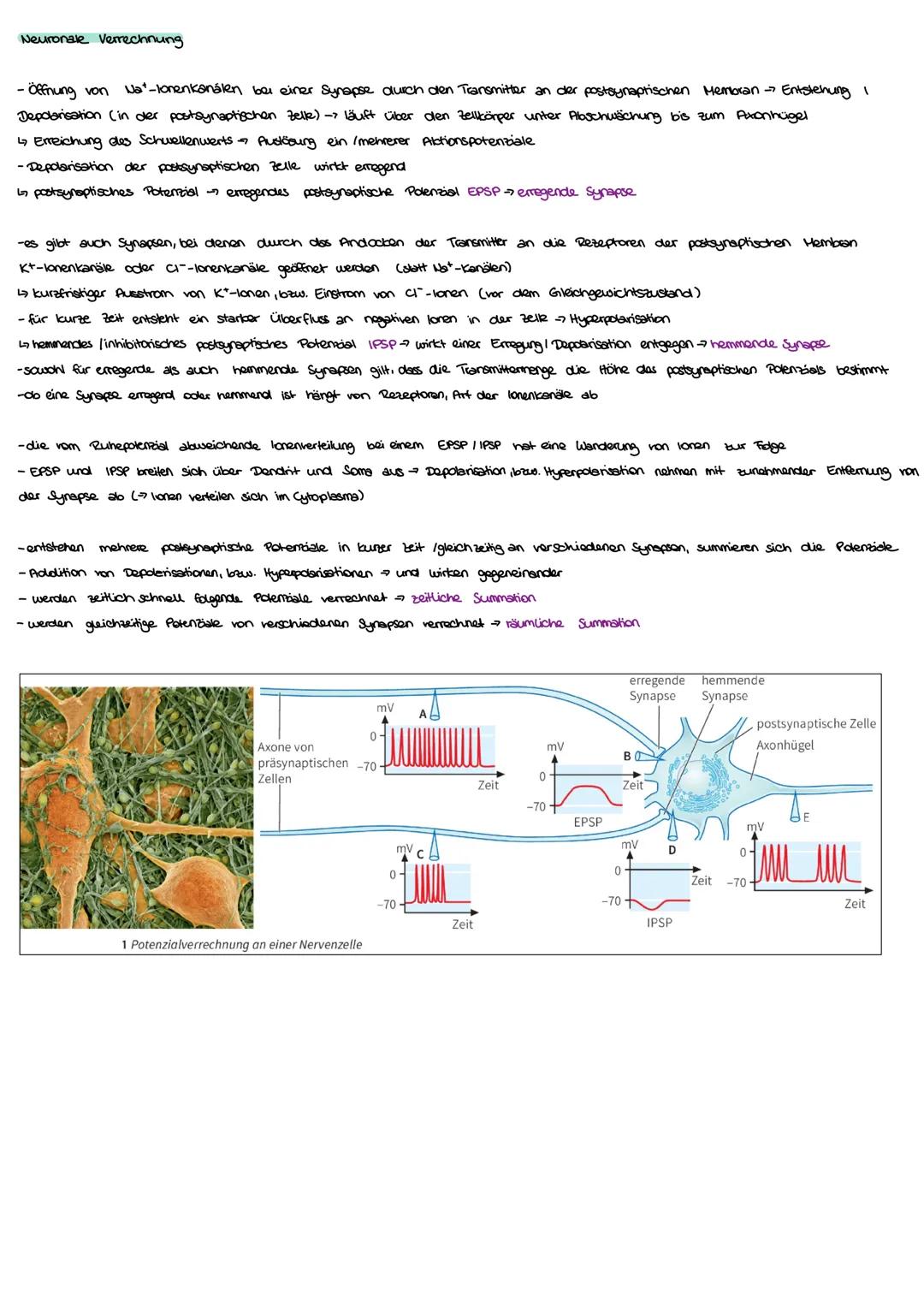  I Nervensystem
Informationsaufnahme und Informationsverarbeitung
Nervimpuls kann
Reiz
Rezeptor
ZNS (Genim, Rückenmark)
sensorische Nervenfa