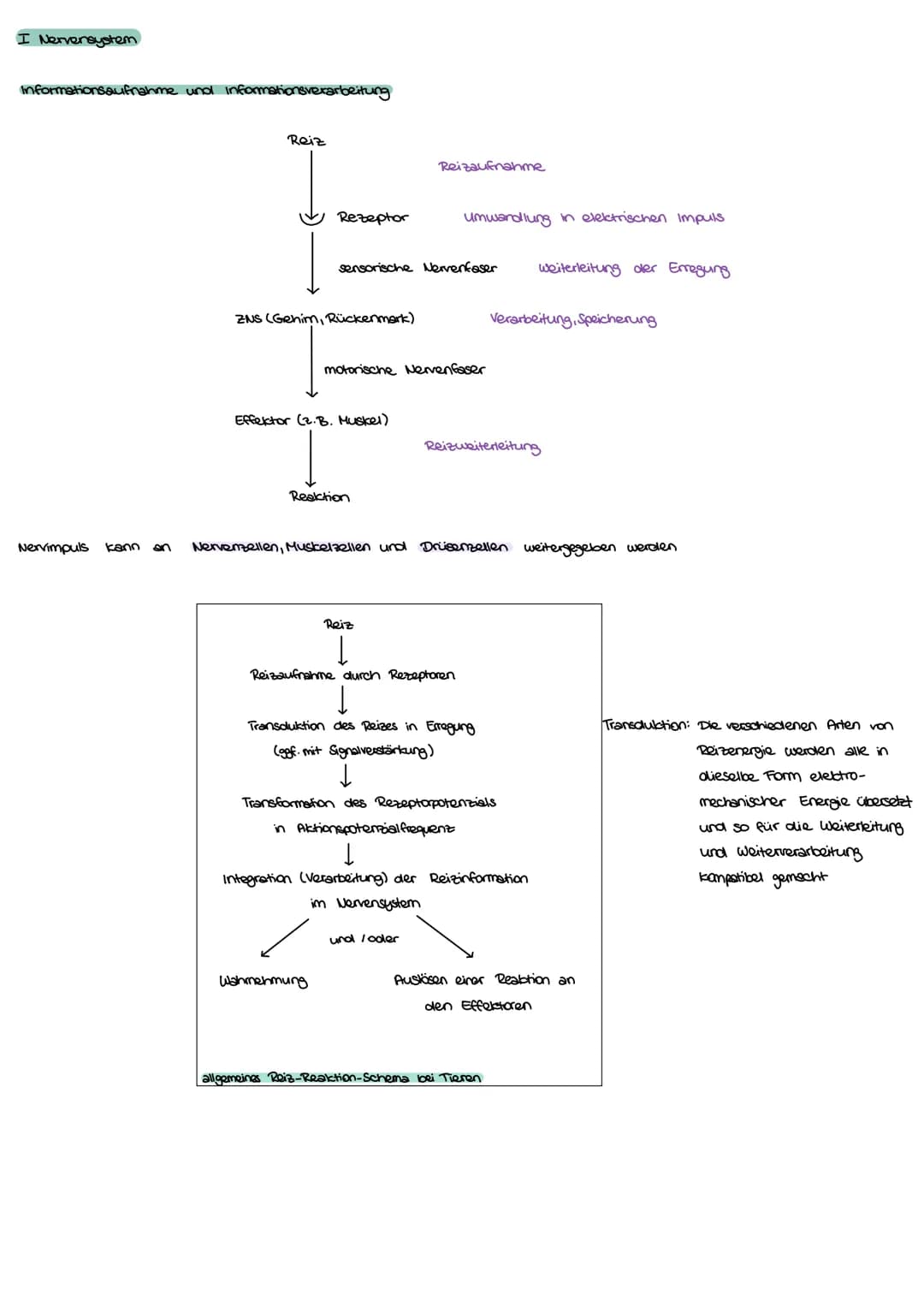 I Nervensystem
Informationsaufnahme und Informationsverarbeitung
Nervimpuls kann
Reiz
Rezeptor
ZNS (Genim, Rückenmark)
sensorische Nervenfa