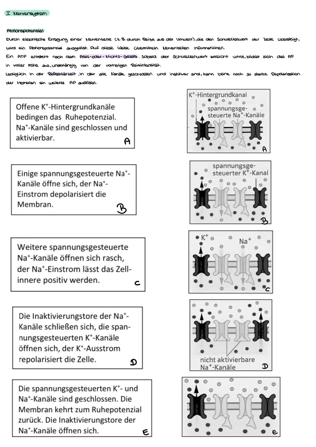  I Nervensystem
Informationsaufnahme und Informationsverarbeitung
Nervimpuls kann
Reiz
Rezeptor
ZNS (Genim, Rückenmark)
sensorische Nervenfa