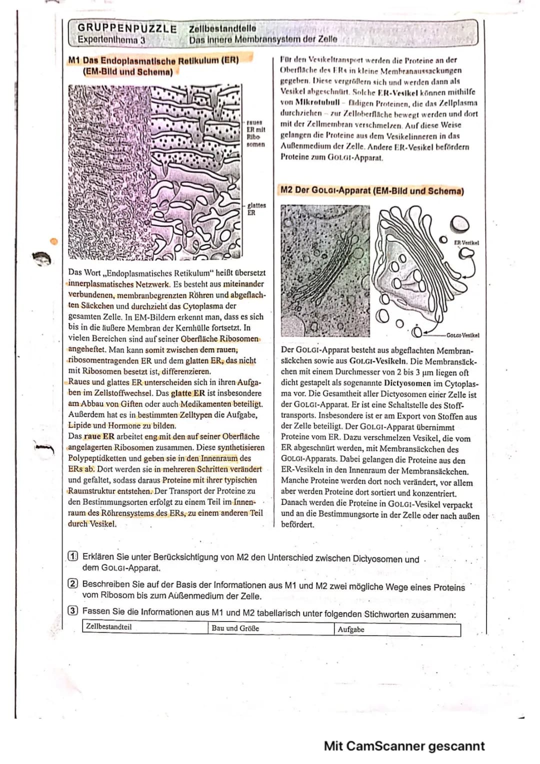 Aufbau und Funktion von Endoplasmatischem Retikulum und Golgi-Apparat erklärt