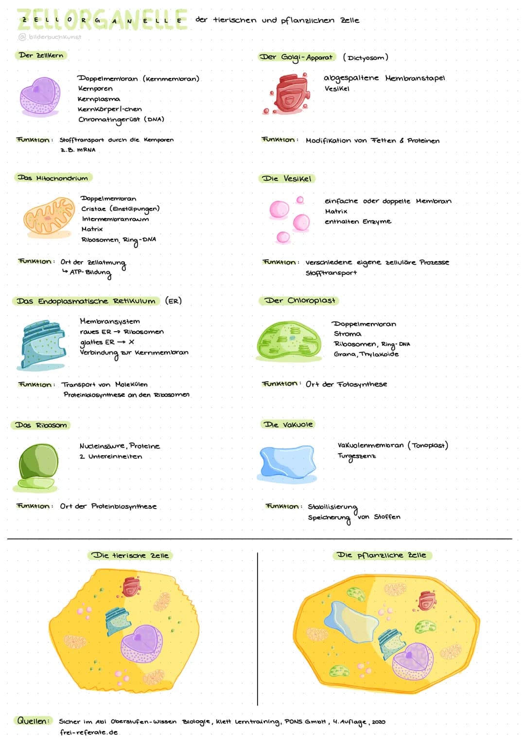 ZELLORGANELLE der tierischen und pflanzlichen Zelle
@bilderbuchkunst
Der Zellkern
Funktion: Stofftransport durch die Kemporen
2.B. mRNA
Dopp
