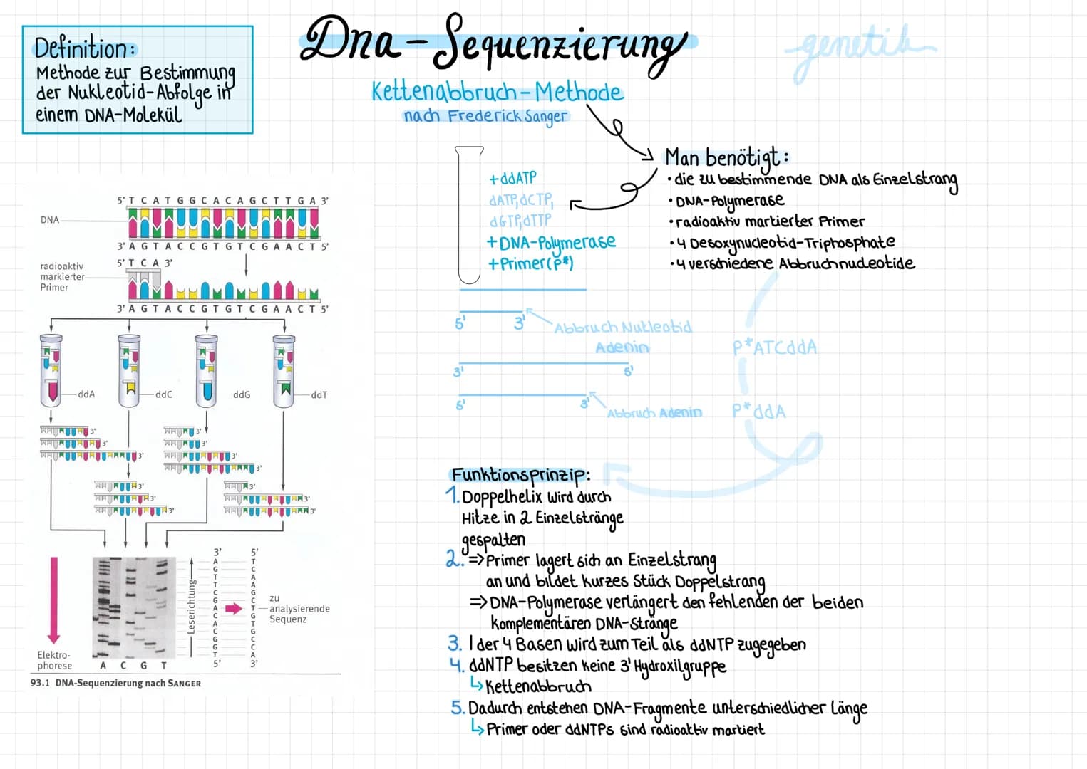 Definition:
Methode zur Bestimmung
der Nukleotid-Abfolge in
einem DNA-Molekül
DNA
radioaktiv
markierter-
Primer
-ddA
5'T CAT GGCACAGCTTGA 3'