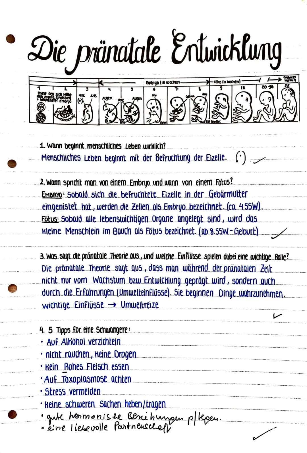 Die prinatale Entwicklung
ទជាន់ខាង
-Fölus (in wochen)
18
(ext fienity:
1
Phase des sich
bildnerer Embryo
Herz ZNS
Augen HITZ
Embiyo (in woch