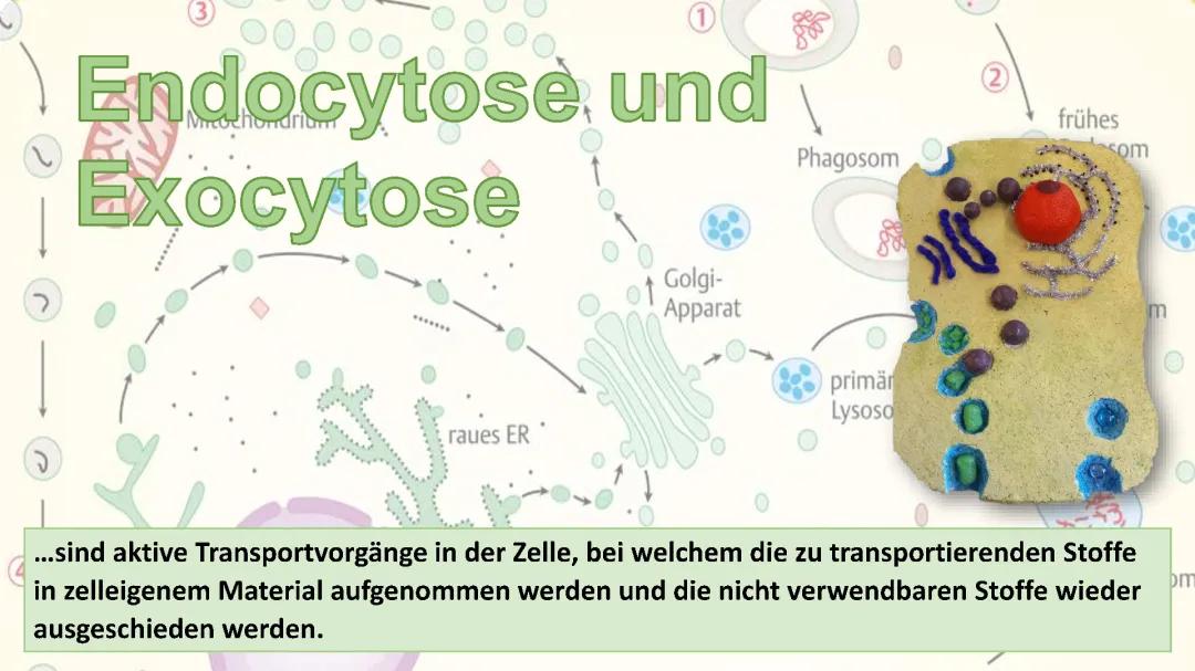 Exozytose und Endozytose: Beispiele, Definition und Ablauf einfach erklärt