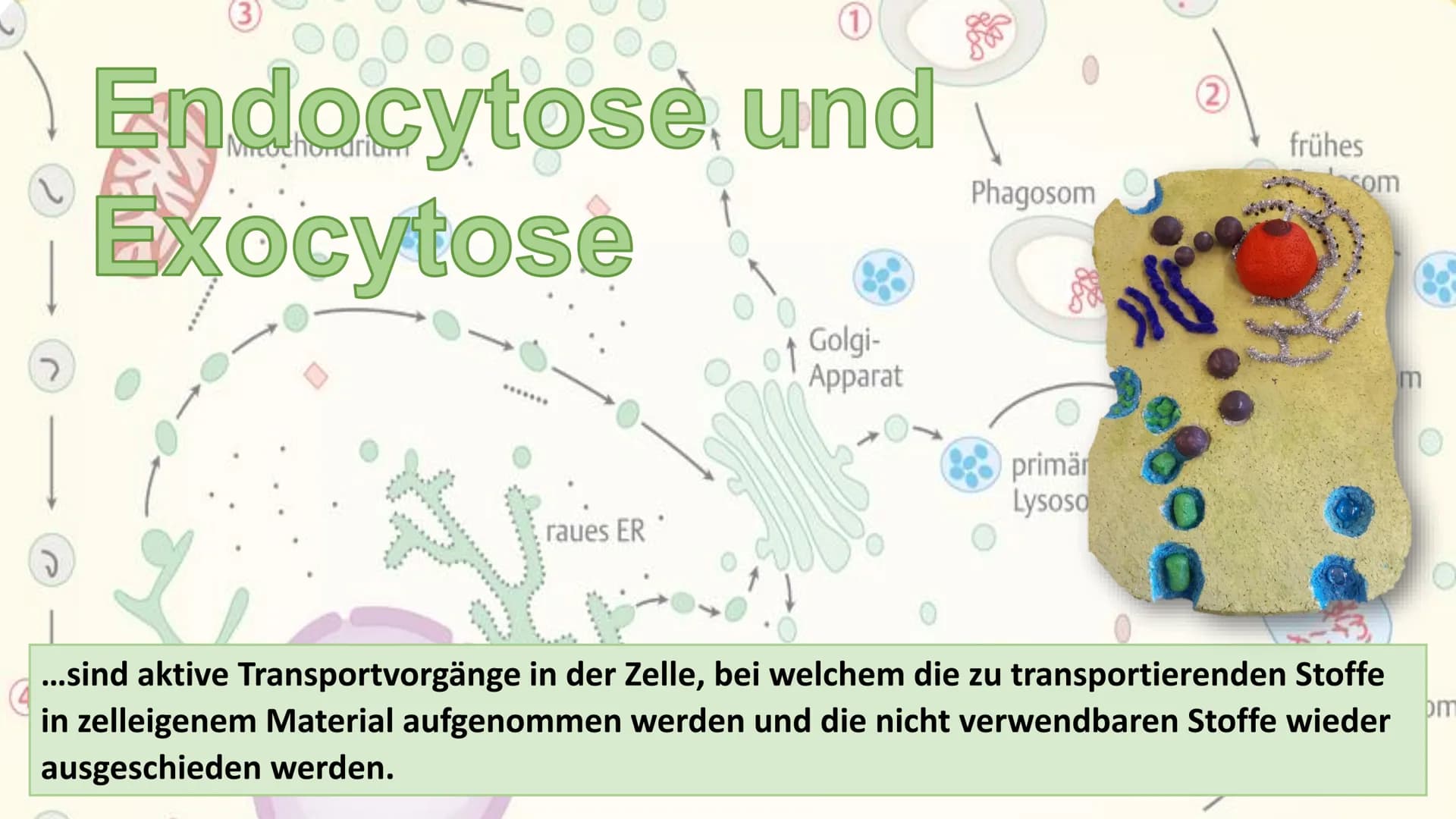 2
Endocytose und
Exocytose
*******
raues ER
Golgi-
Apparat
Phagosom
primär
Lysoso
(2)
frühes
som
g
...sind aktive Transportvorgänge in der Z