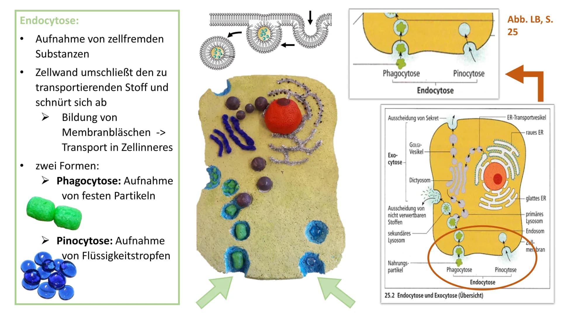 2
Endocytose und
Exocytose
*******
raues ER
Golgi-
Apparat
Phagosom
primär
Lysoso
(2)
frühes
som
g
...sind aktive Transportvorgänge in der Z