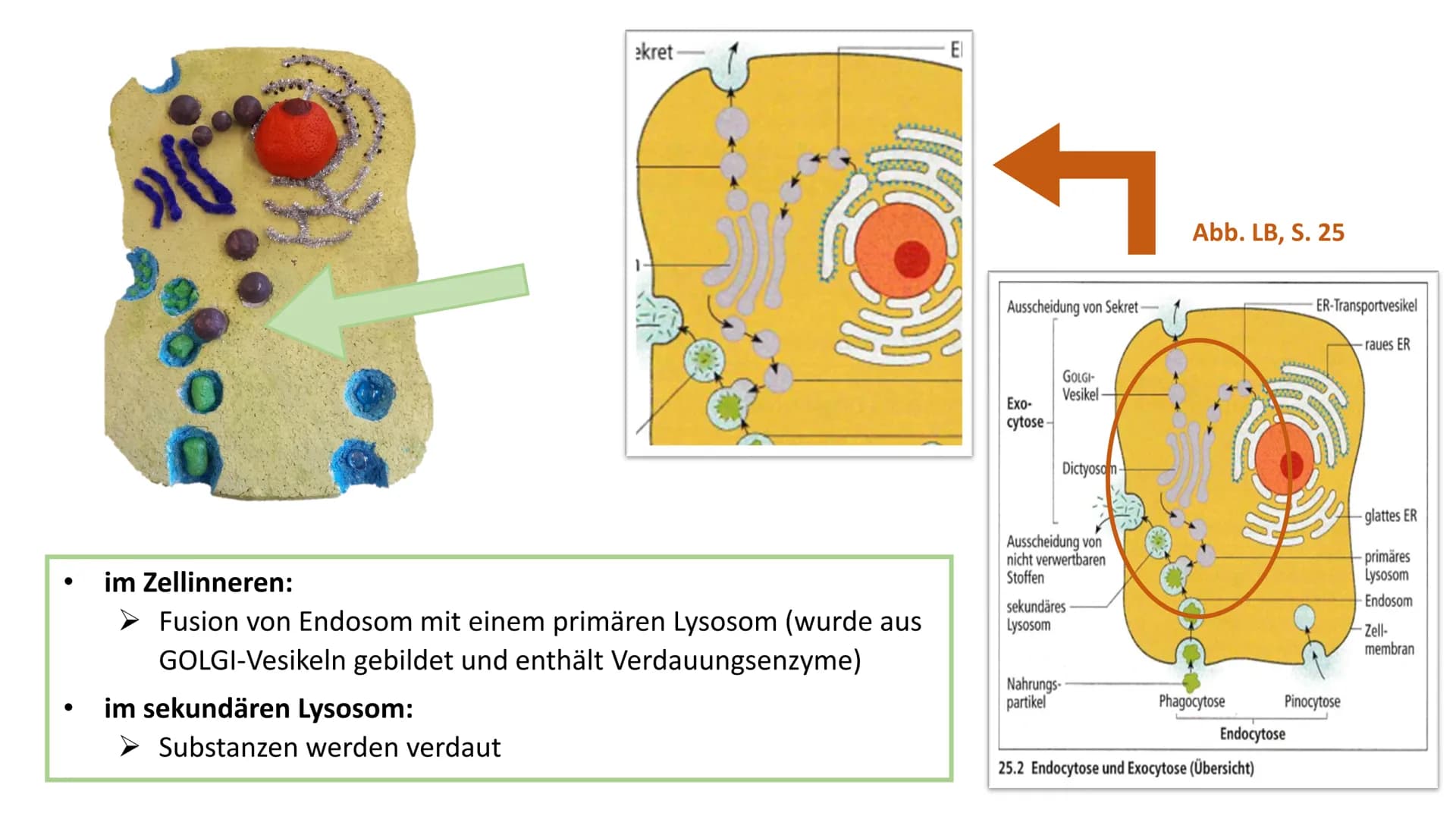 2
Endocytose und
Exocytose
*******
raues ER
Golgi-
Apparat
Phagosom
primär
Lysoso
(2)
frühes
som
g
...sind aktive Transportvorgänge in der Z