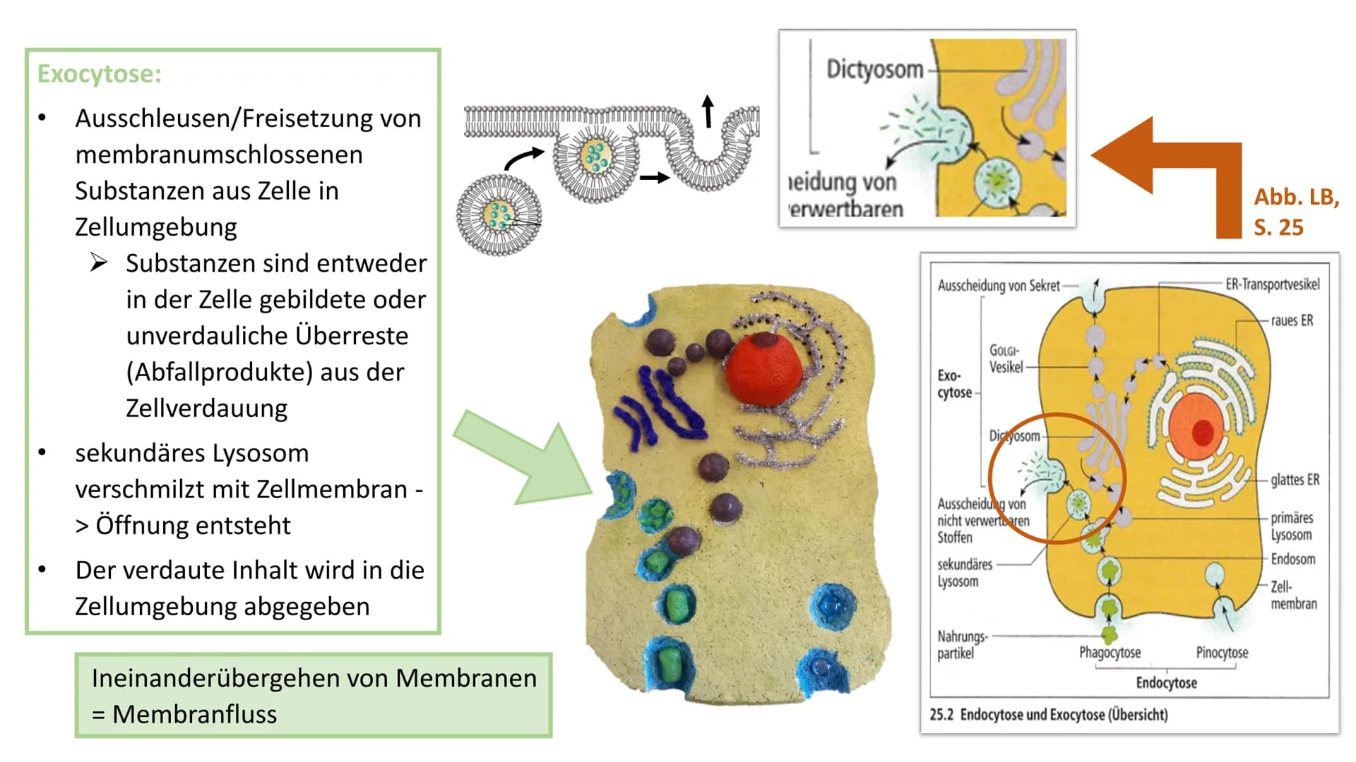 2
Endocytose und
Exocytose
*******
raues ER
Golgi-
Apparat
Phagosom
primär
Lysoso
(2)
frühes
som
g
...sind aktive Transportvorgänge in der Z