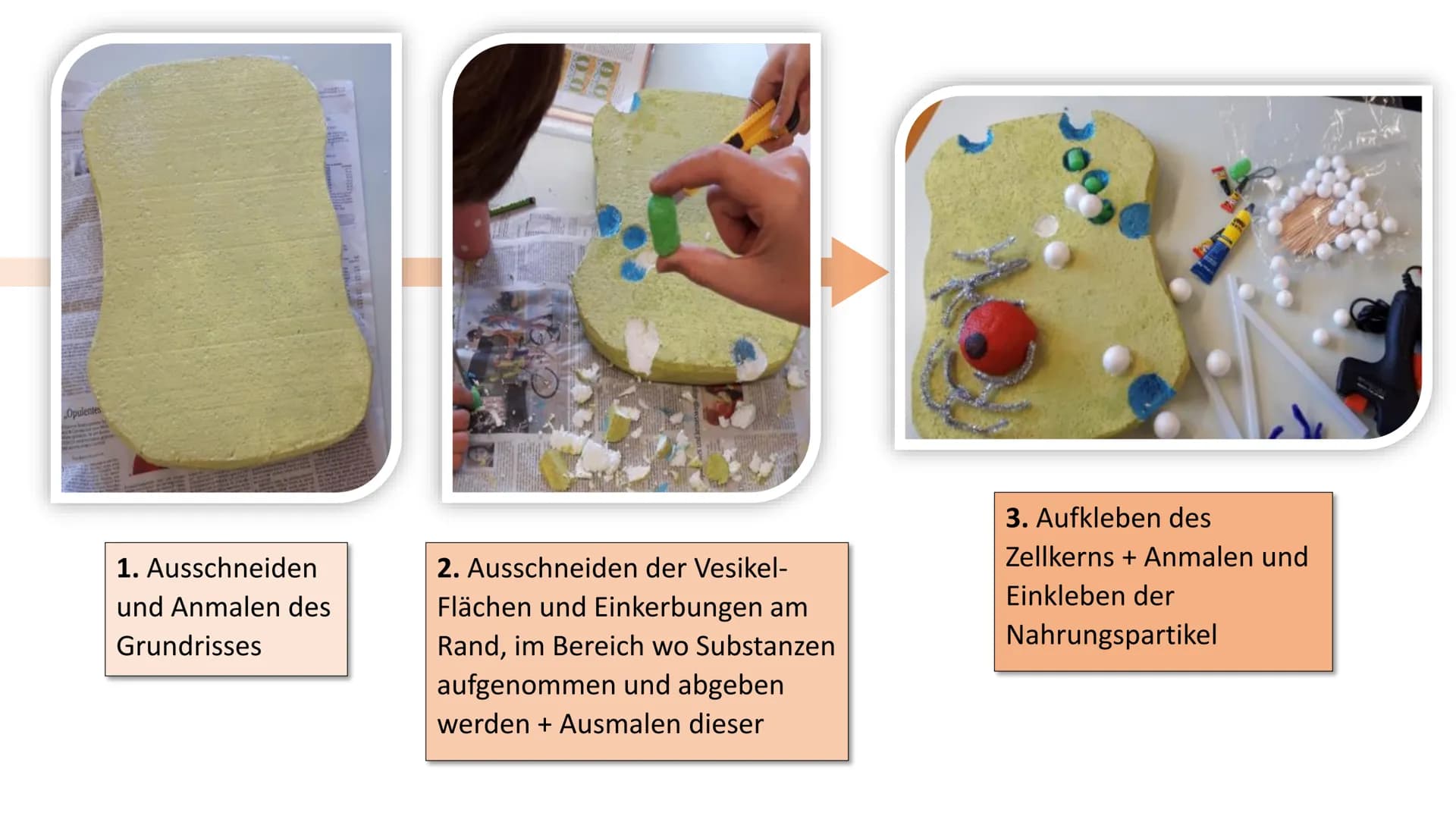 2
Endocytose und
Exocytose
*******
raues ER
Golgi-
Apparat
Phagosom
primär
Lysoso
(2)
frühes
som
g
...sind aktive Transportvorgänge in der Z