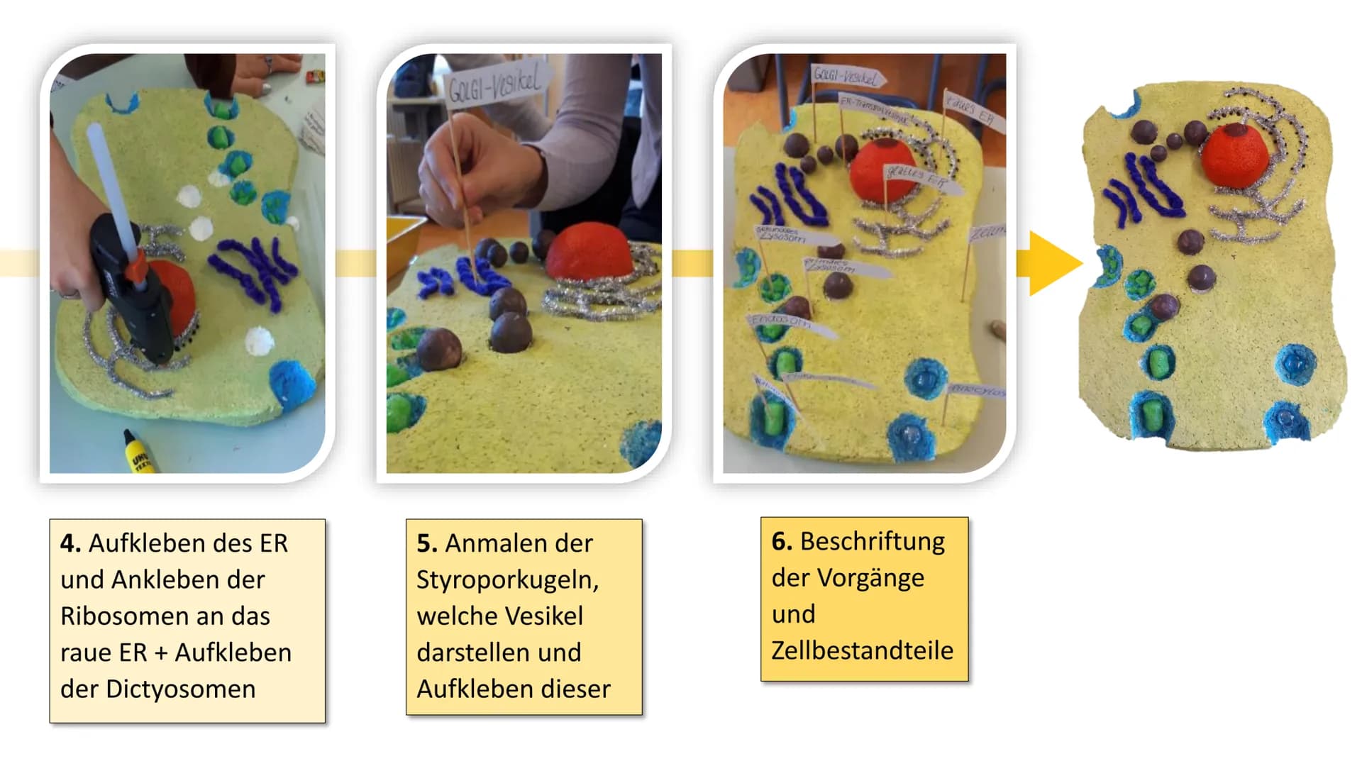 2
Endocytose und
Exocytose
*******
raues ER
Golgi-
Apparat
Phagosom
primär
Lysoso
(2)
frühes
som
g
...sind aktive Transportvorgänge in der Z