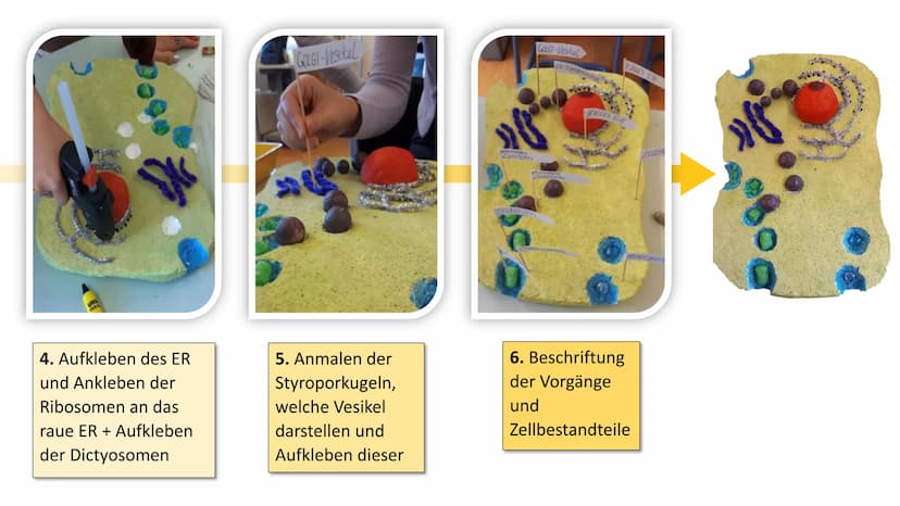 2
Endocytose und
Exocytose
*******
raues ER
Golgi-
Apparat
Phagosom
primär
Lysoso
(2)
frühes
som
g
...sind aktive Transportvorgänge in der Z