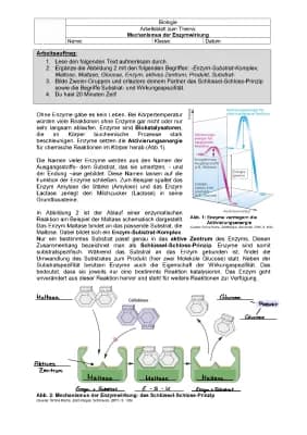 Know Mechanismus der Enzymwirkung thumbnail