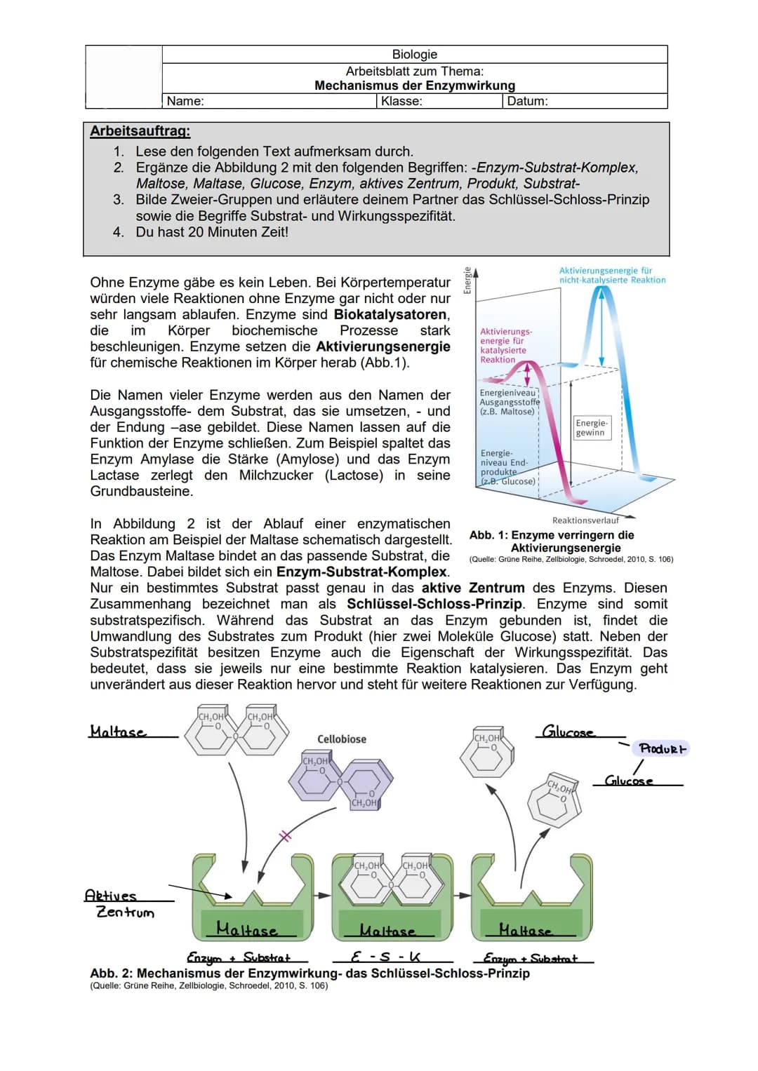 Name:
Arbeitsauftrag:
1. Lese den folgenden Text aufmerksam durch.
2.
Biologie
Arbeitsblatt zum Thema:
Mechanismus der Enzymwirkung
Klasse:
