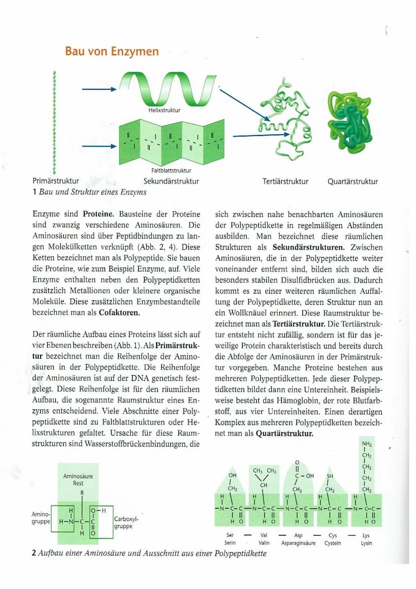 Name:
Arbeitsauftrag:
1. Lese den folgenden Text aufmerksam durch.
2.
Biologie
Arbeitsblatt zum Thema:
Mechanismus der Enzymwirkung
Klasse:
