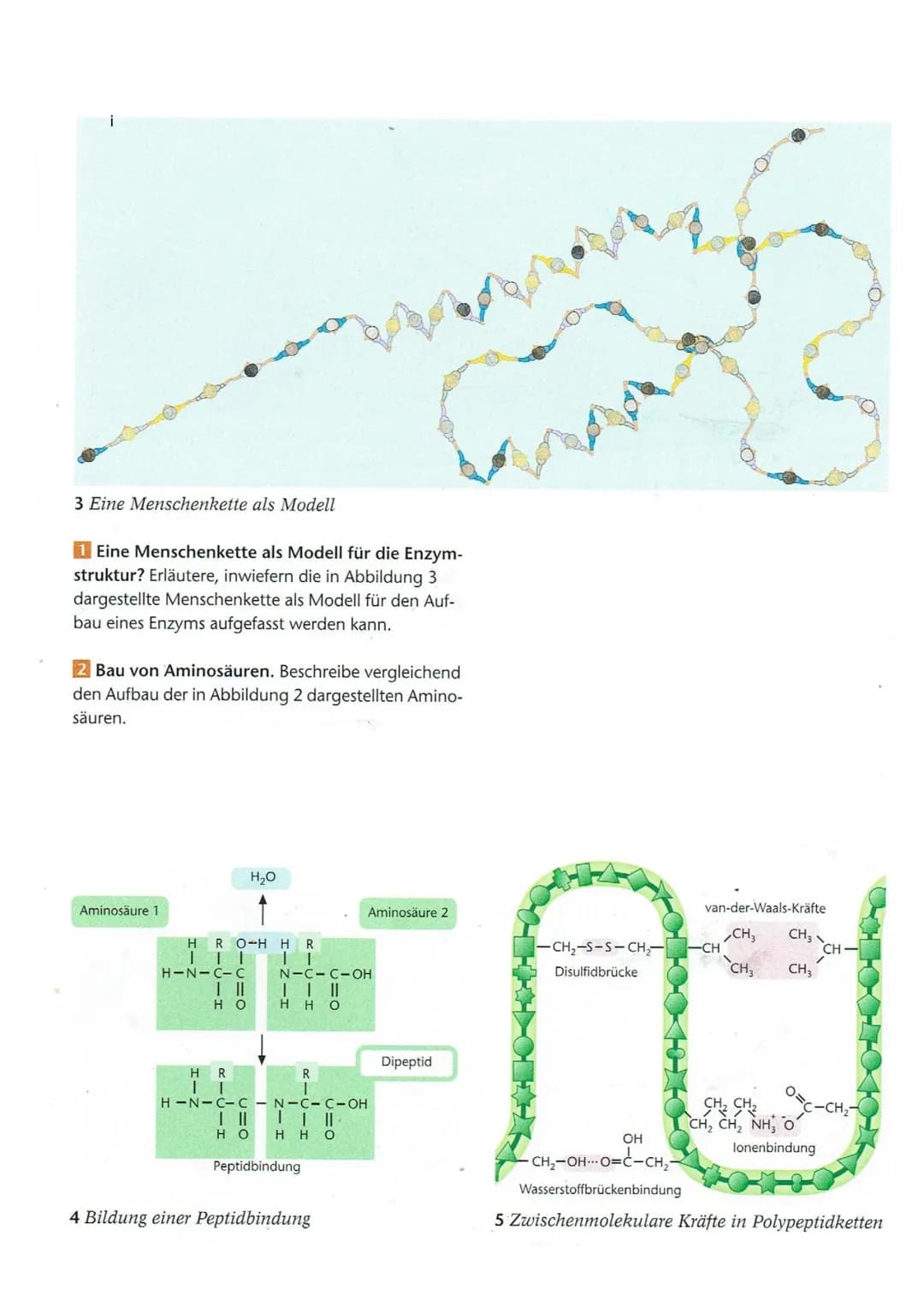 Name:
Arbeitsauftrag:
1. Lese den folgenden Text aufmerksam durch.
2.
Biologie
Arbeitsblatt zum Thema:
Mechanismus der Enzymwirkung
Klasse:
