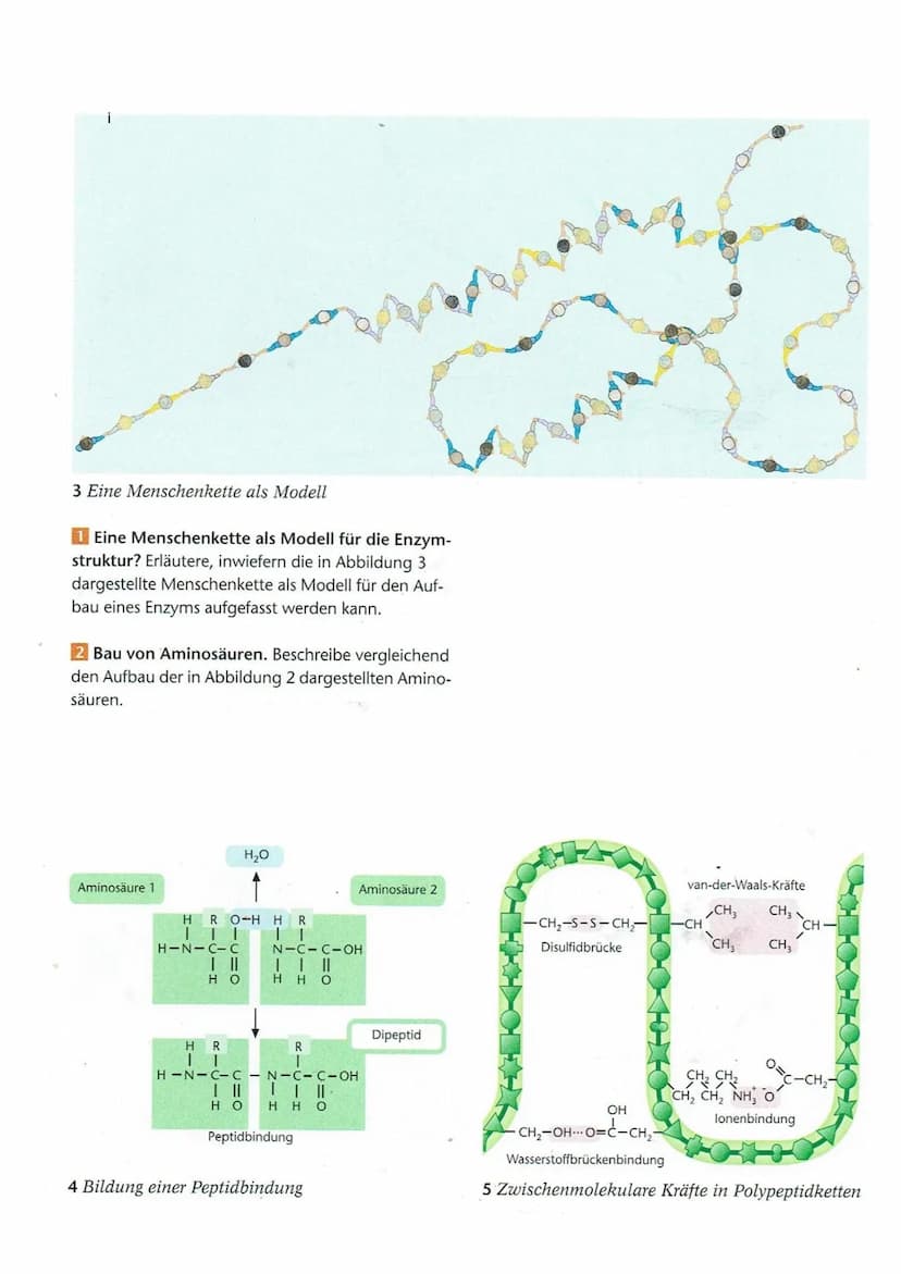 Name:
Arbeitsauftrag:
1. Lese den folgenden Text aufmerksam durch.
2.
Biologie
Arbeitsblatt zum Thema:
Mechanismus der Enzymwirkung
Klasse:

