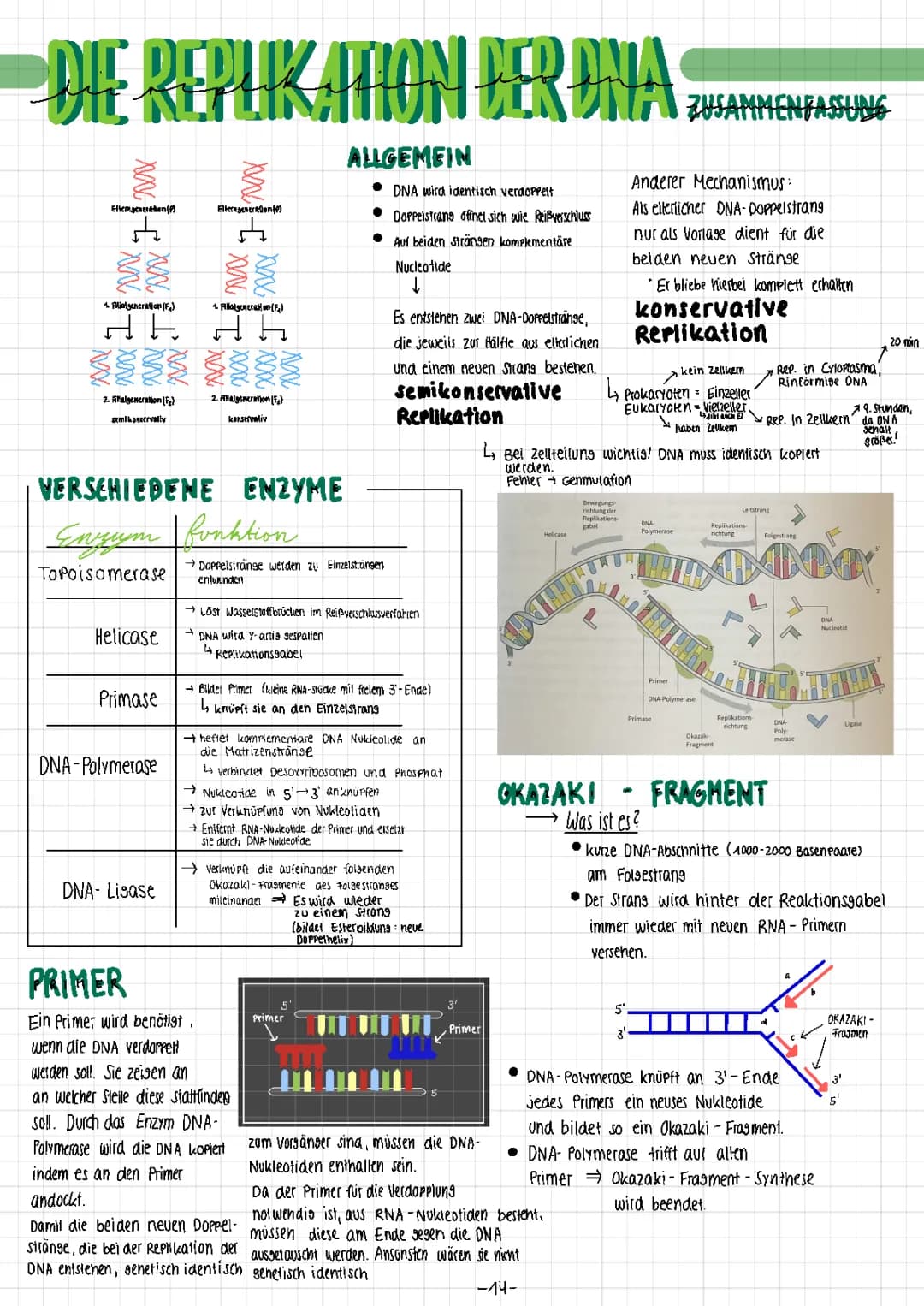Replikation der DNA