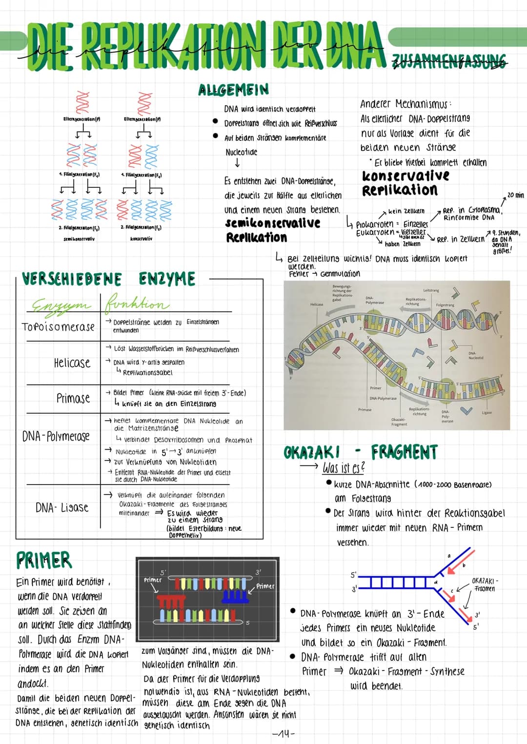 DIE REPLIKATION DER DNA
Xxx xxx
Elterngeneration (P)
A
XX
1. Filialgeneration (F₂)
dh
2. Filialgeneration (F₂)
semi konservativ
Helicase
Pri