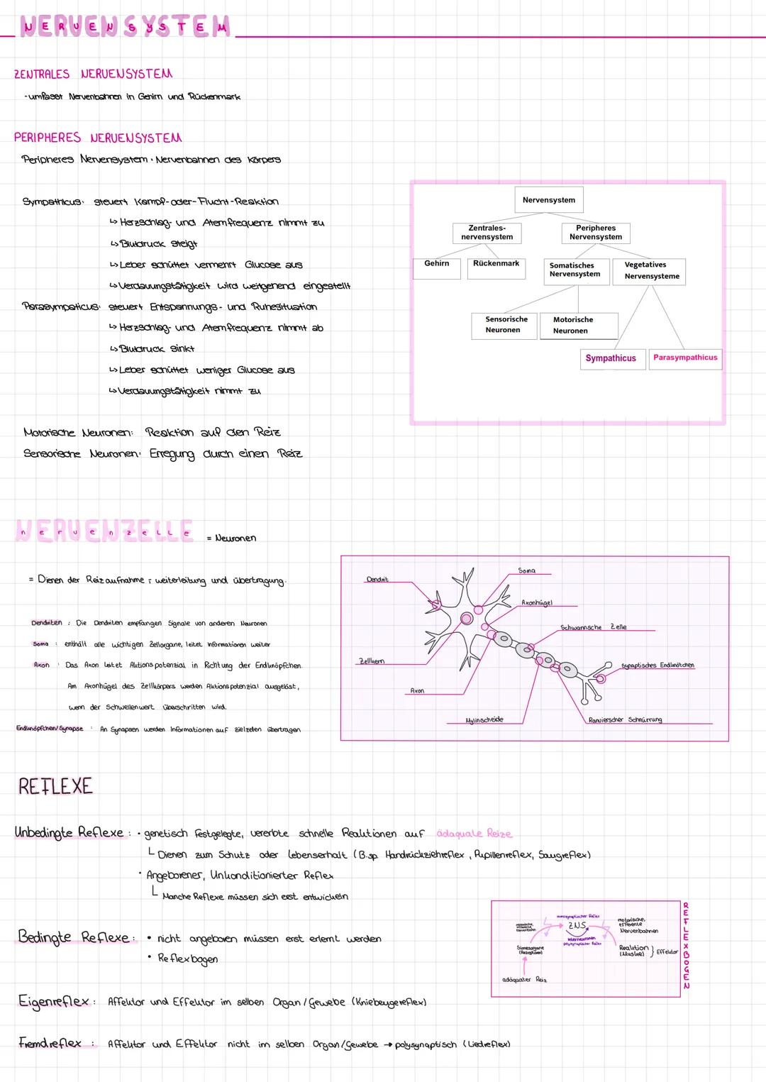 # NERVEN SYSTEM

ZENTRALES NERUENSYSTEM

-umlaset Nervenbahnen in Genim und Rückenmark

PERIPHERES NERUENSYSTEM

Peripheres Nervensystem. Ne