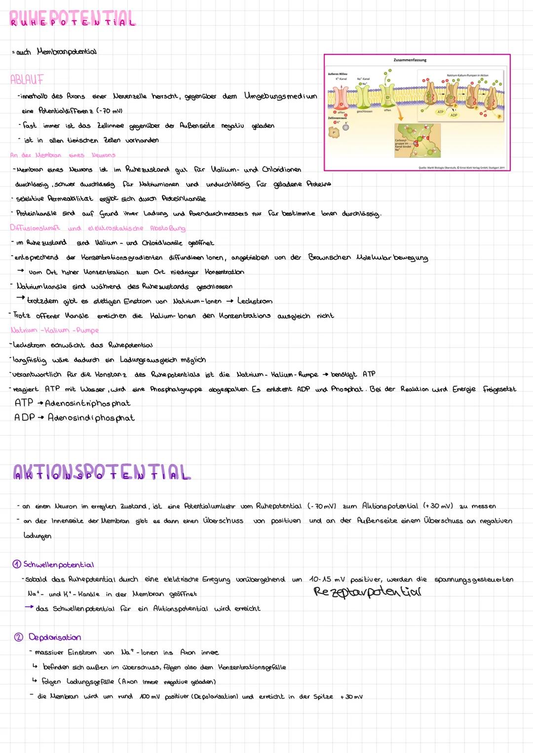# NERVEN SYSTEM

ZENTRALES NERUENSYSTEM

-umlaset Nervenbahnen in Genim und Rückenmark

PERIPHERES NERUENSYSTEM

Peripheres Nervensystem. Ne